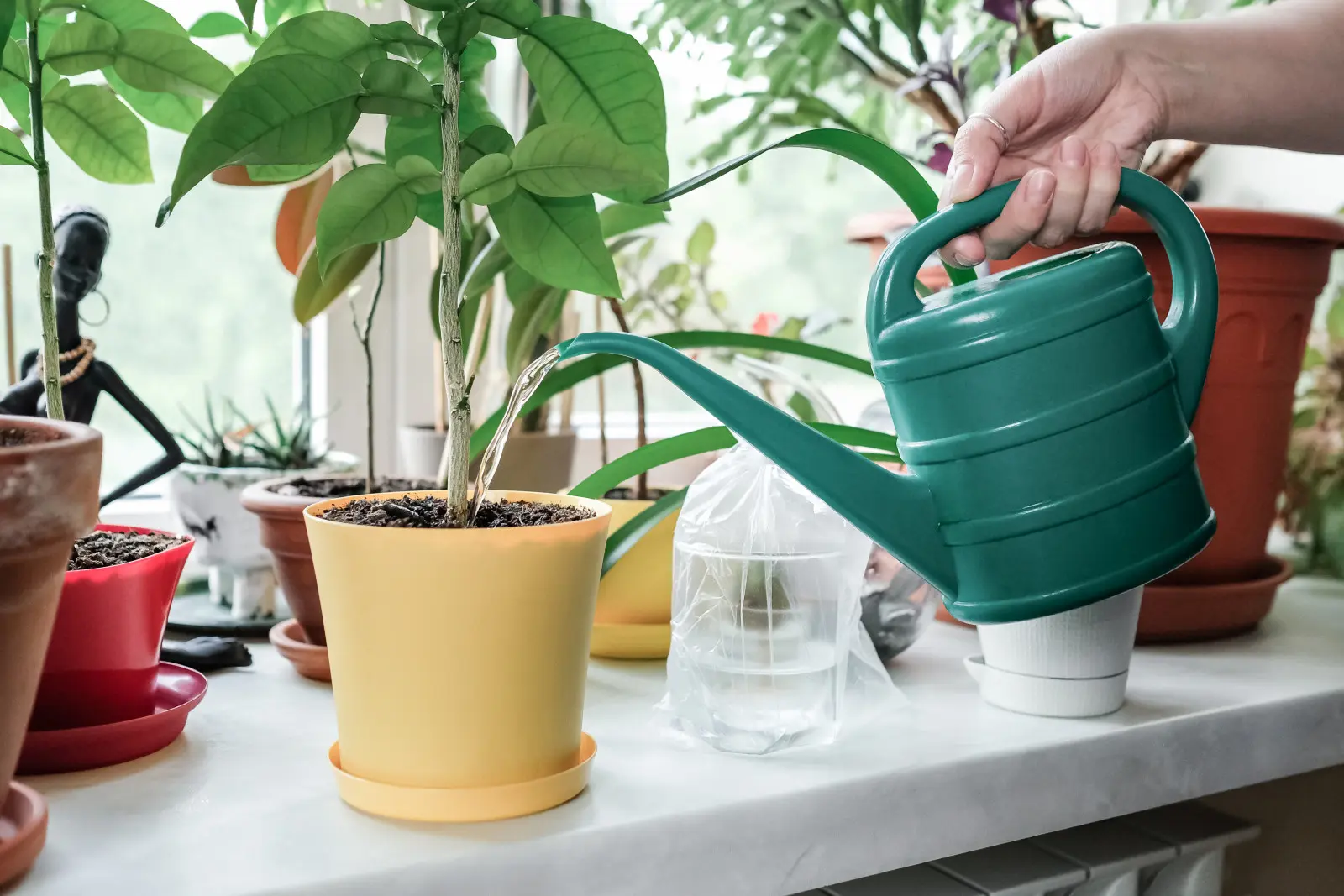 Arrosez-vous vos fleurs avec de l'eau de pluie ? Toute l’eau du robinet ne convient pas aux pots