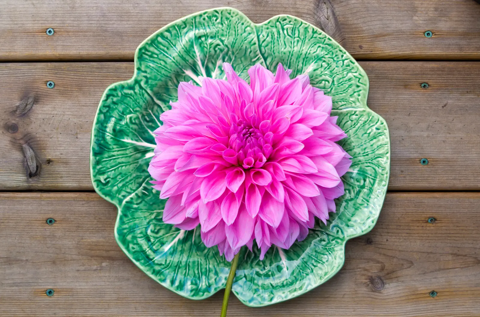 Avez-vous cette fleur dans votre parterre de fleurs ? Non seulement ses pétales sont comestibles