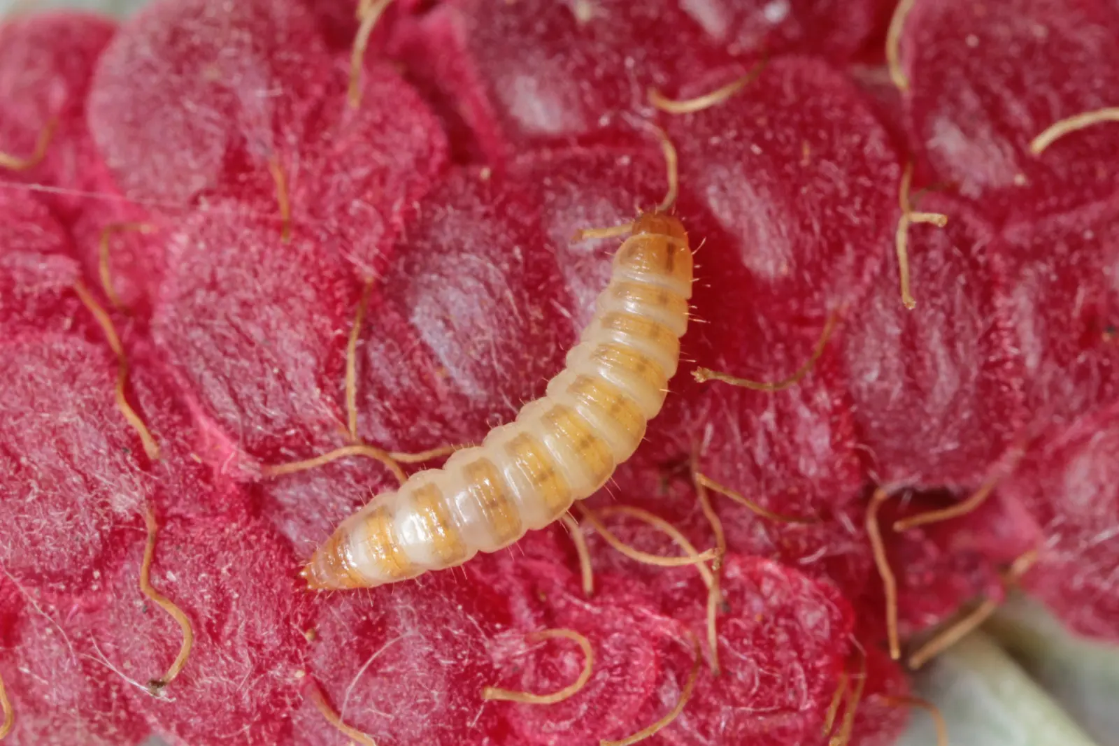 Avez-vous des framboises ? Assurez-vous qu'ils sont exempts de vers
