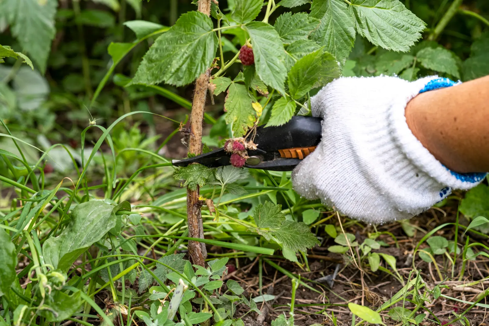 Ces pousses de framboisier doivent être coupées en août. Laissez les autres car il y aura des fruits sur eux