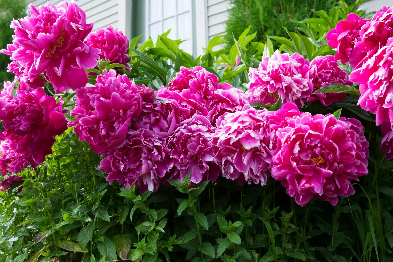 Cette erreur lors de la plantation de pivoines ne se manifeste qu'après un certain temps