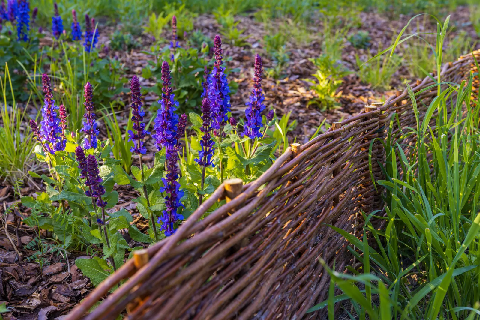 Clôture naturelle pour le jardin. Comment réaliser une clôture en osier pour qu'elle dure de nombreuses années ?
