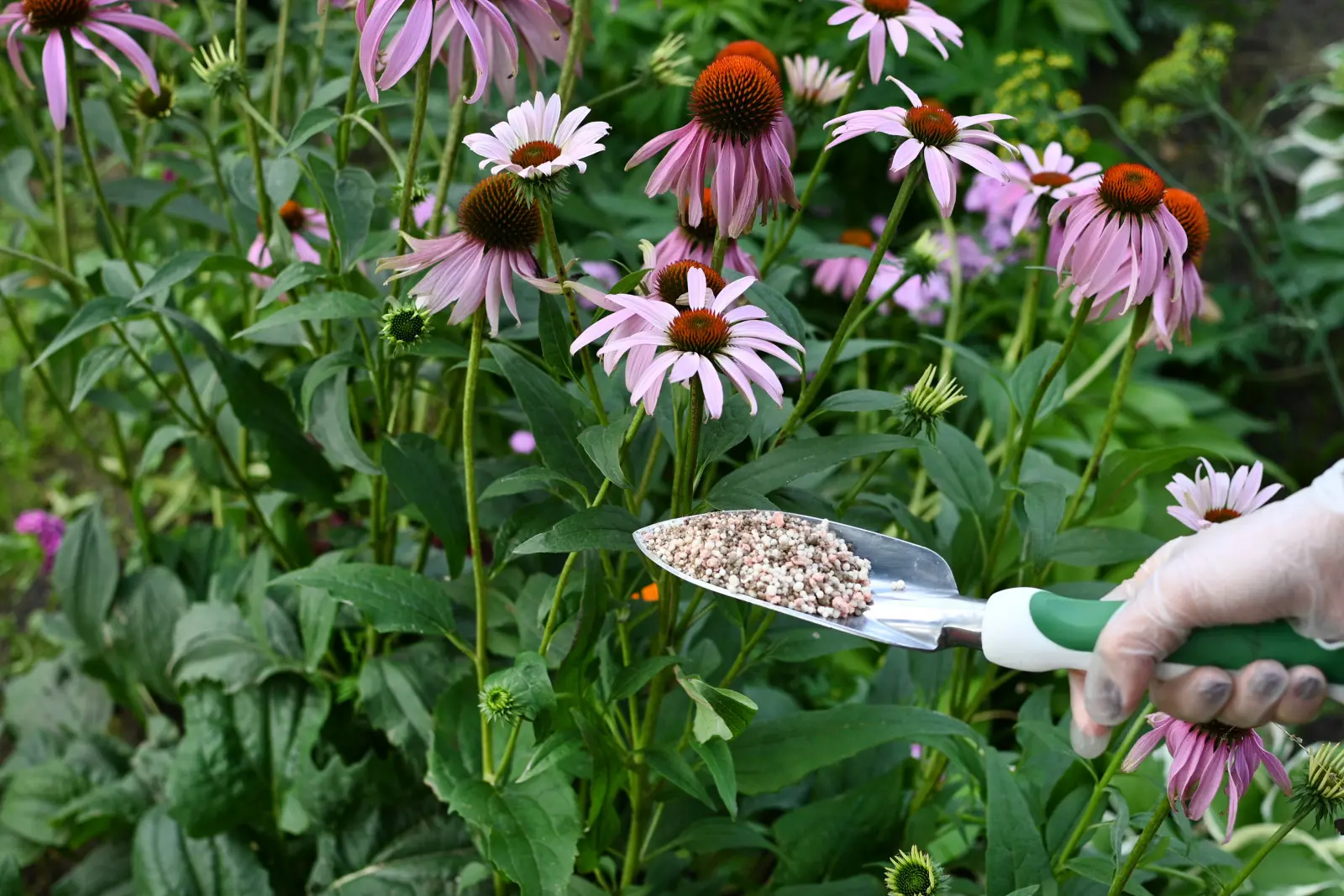 Comment fertiliser les échinacées pour qu'elles aient des pousses fortes et fleurissent longtemps ?