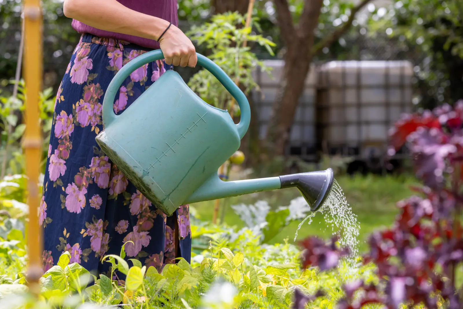 De l'eau de pluie dans le potager ? Utilisez-le à bon escient