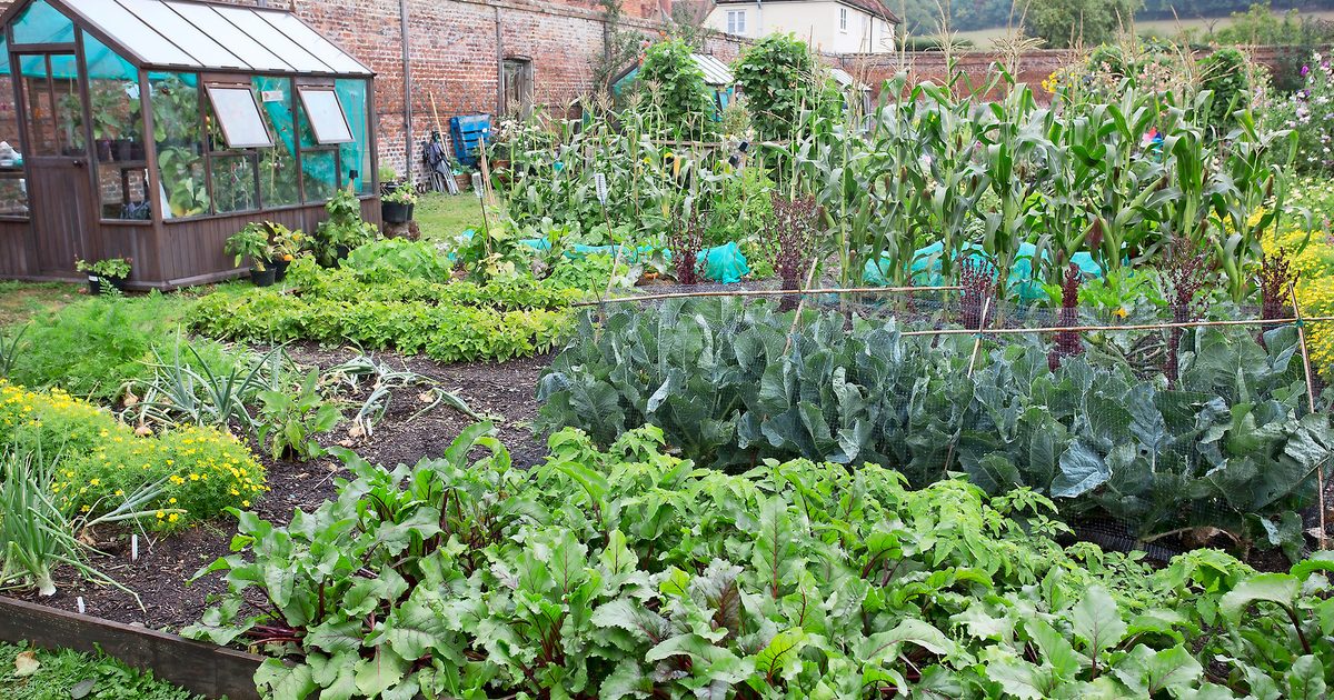 Démarrer un nouveau potager