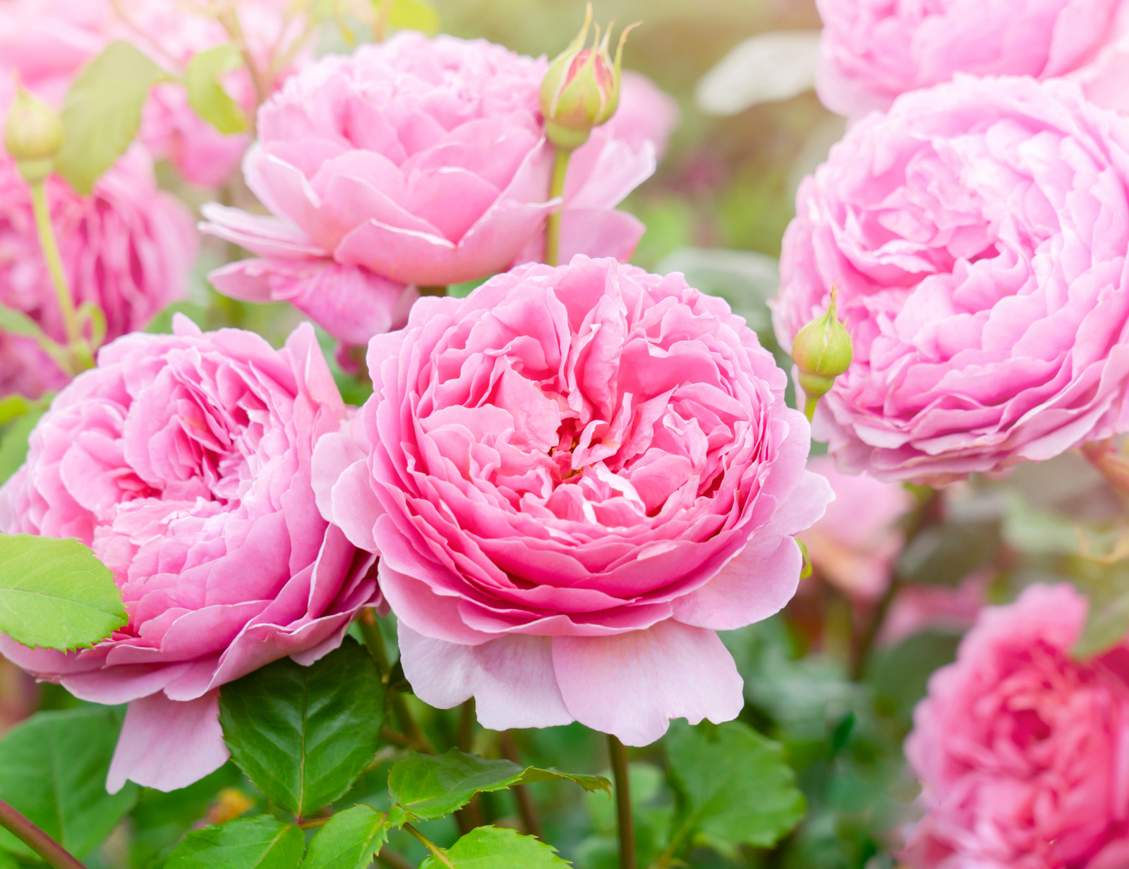 Des fleurs pleines et un parfum extraordinaire. Pourquoi les roses David Austin sont-elles si appréciées ?