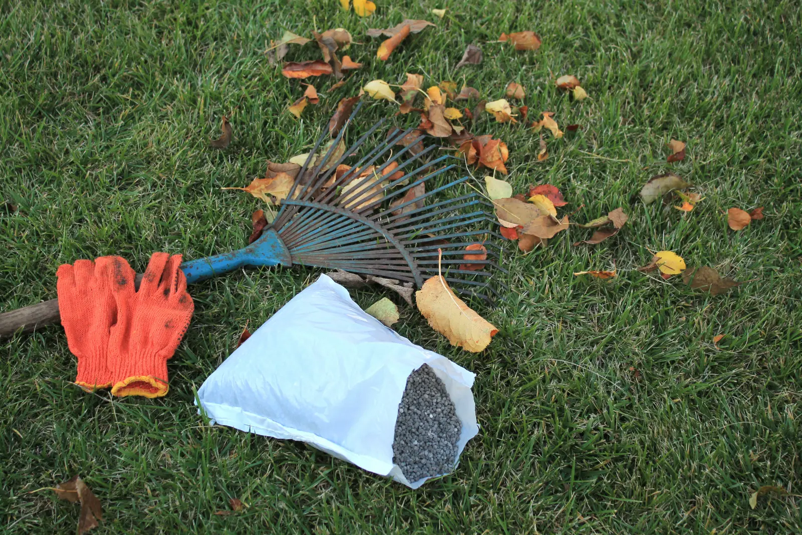 Engrais d'automne pour le gazon – que devrait-il contenir ? C'est plus important que le nom sur l'emballage