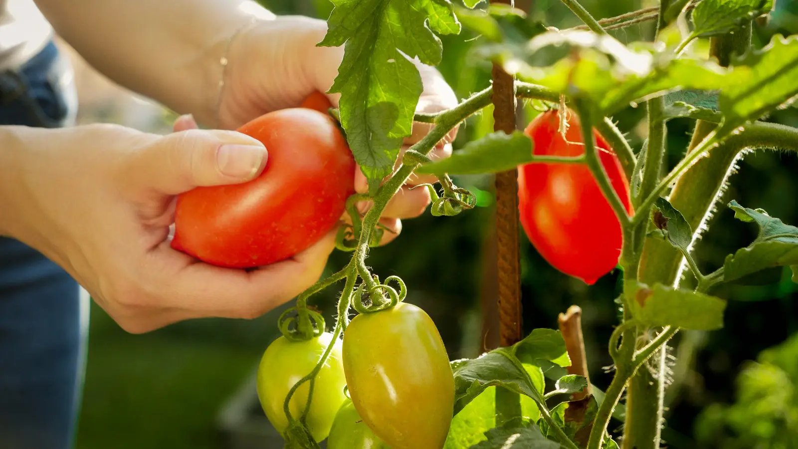 Envie de tomates moelleuses et juteuses ? Découvrez pourquoi la peau devient dure