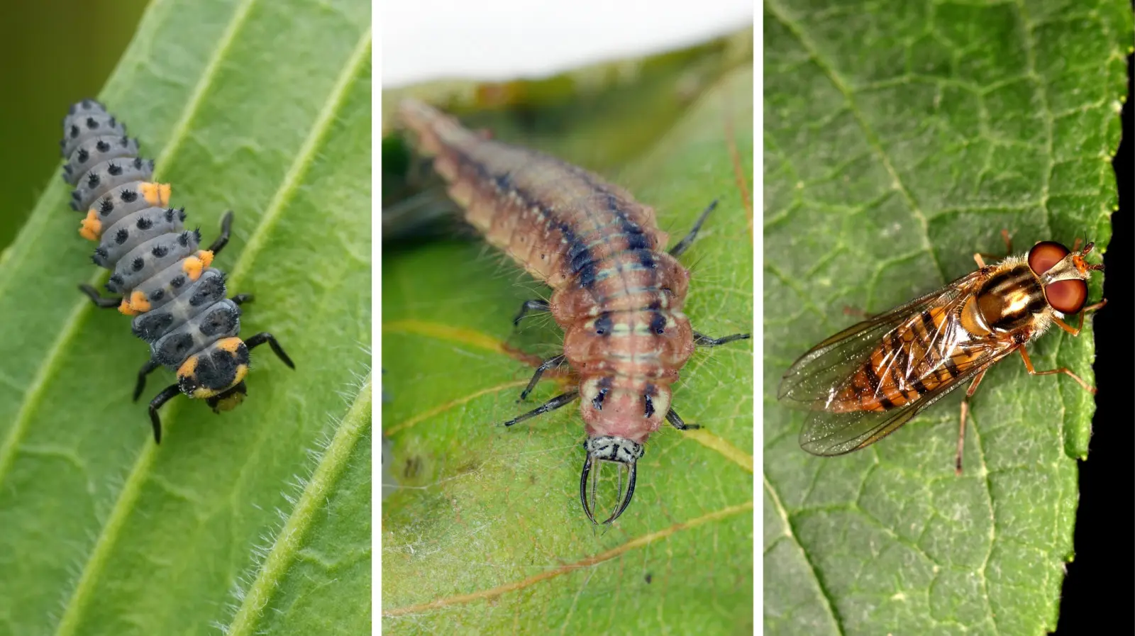 Ils ressemblent à des parasites, mais ils sauvent les plantes. Ça vaut la peine de les connaître