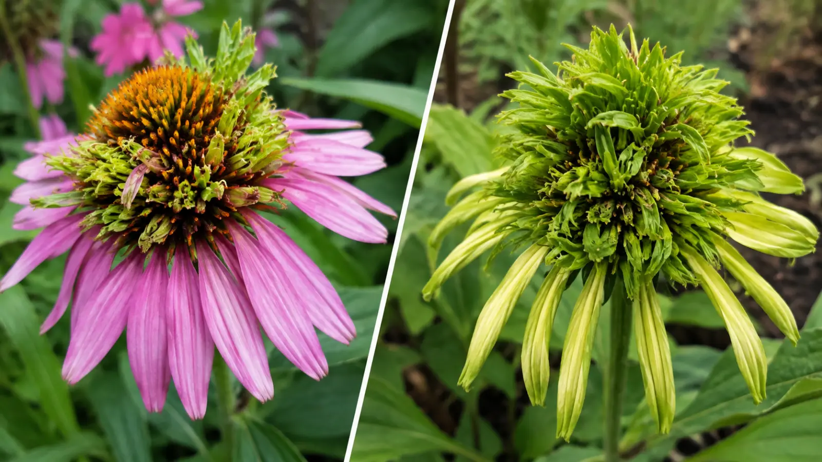 L'échinacée a l'air bizarre ? Vérifiez les fleurs et les feuilles, car cela détermine quoi faire