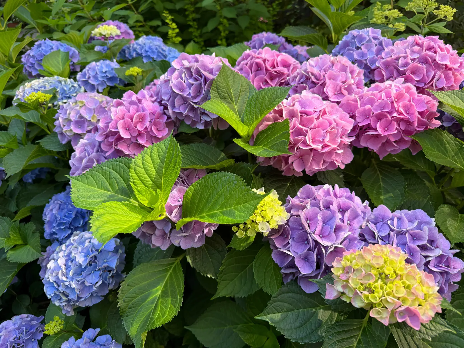 L'hortensia de jardin ne pardonne pas les erreurs de coupe