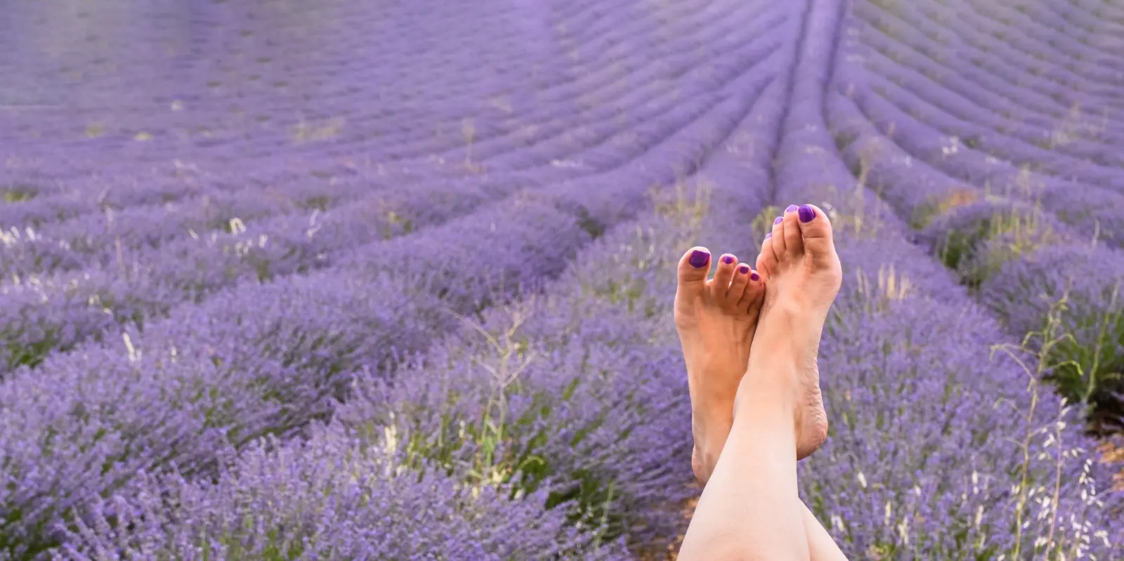 La lavande n'aime pas les pieds mouillés. Un arrosage excessif peut être plus nocif que la sécheresse