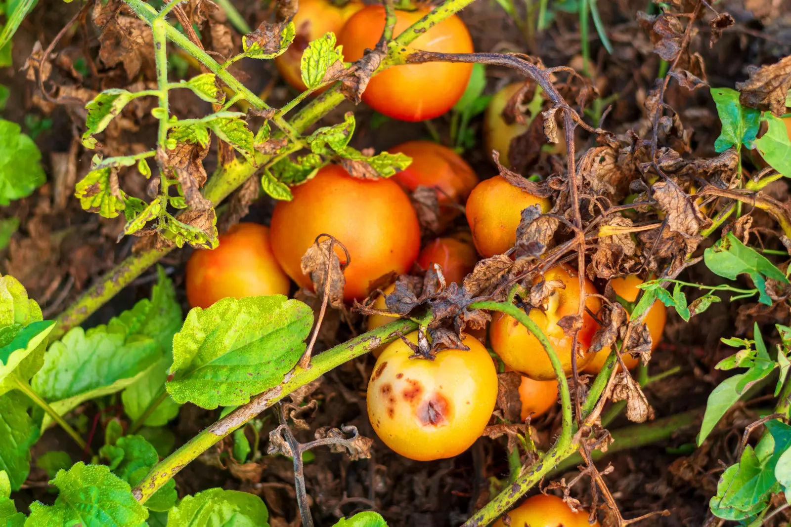 Le fléau a attaqué les tomates. Existe-t-il un sauvetage pour les fruits ?