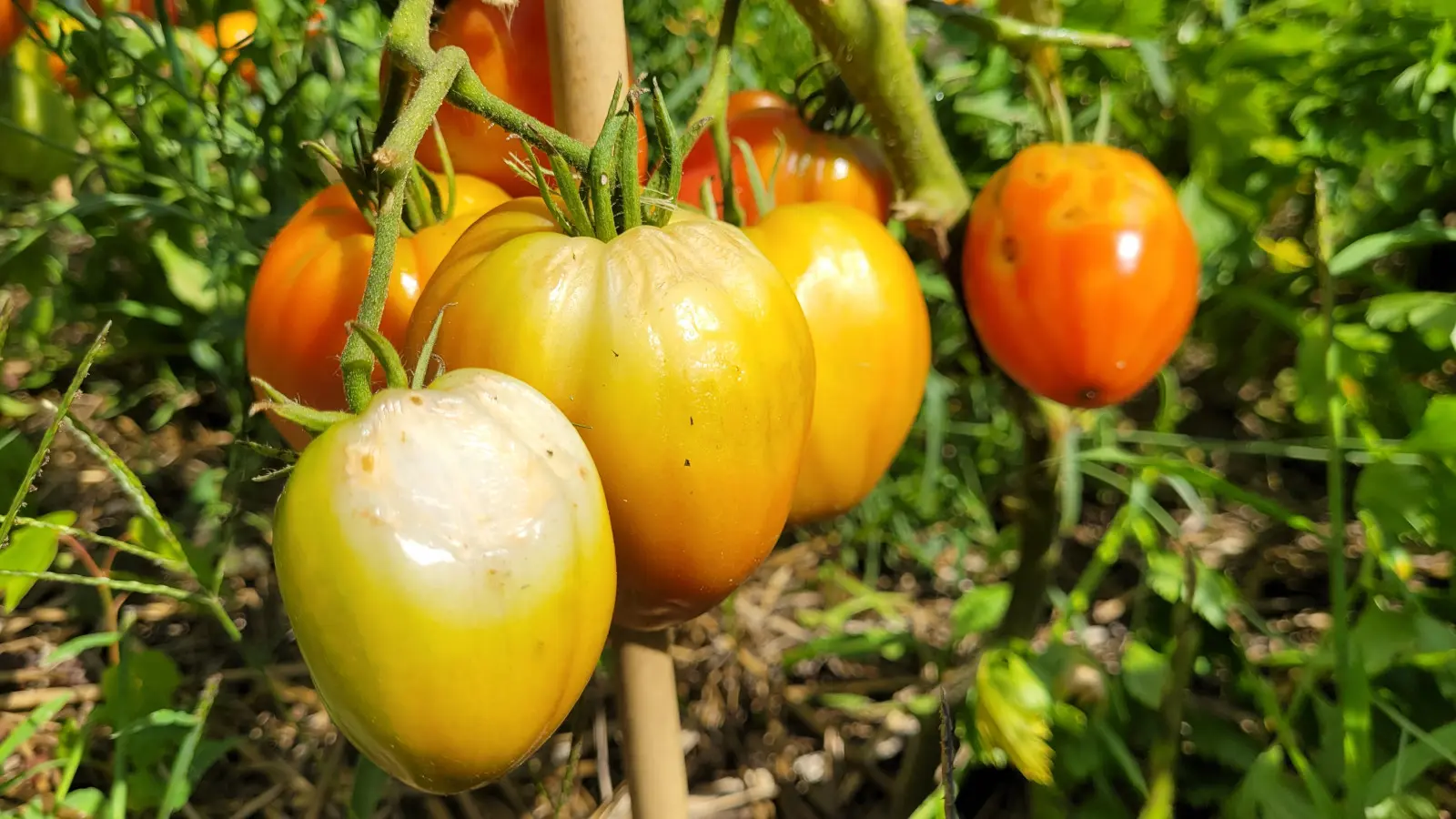Le soleil brûle les tomates ? De cette façon, vous protégerez les fruits en train de mûrir de la chaleur.