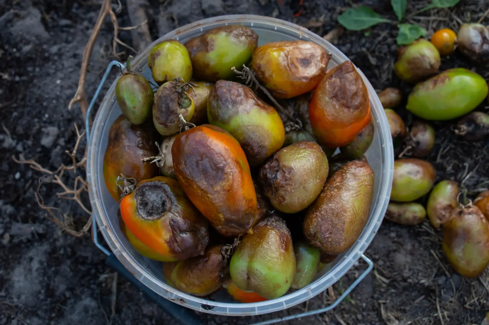 Le temps changeant favorise une grave maladie de la tomate. Les fruits doivent être jetés