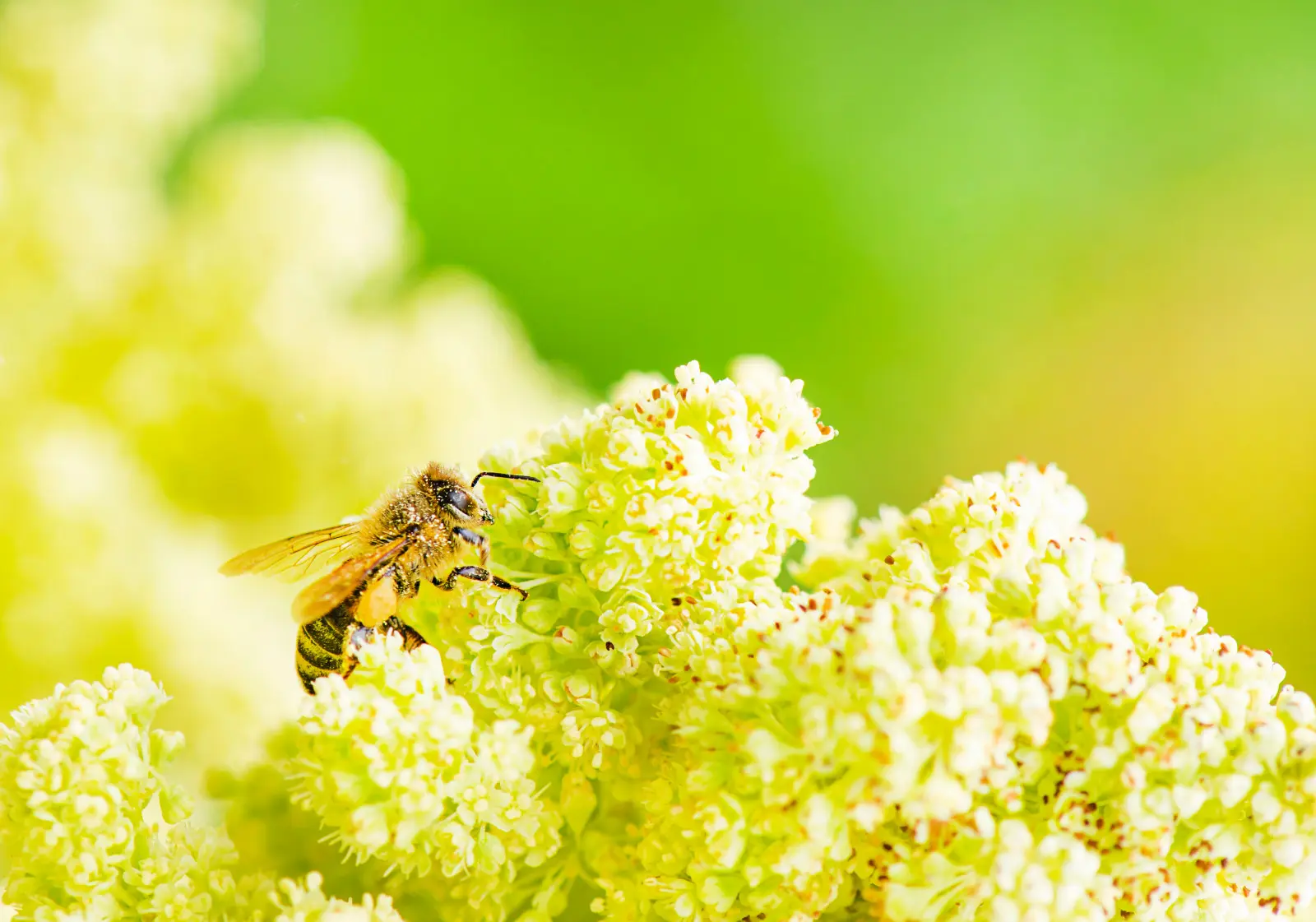 Les abeilles ne recherchent pas de verdure. Ils cherchent des fleurs