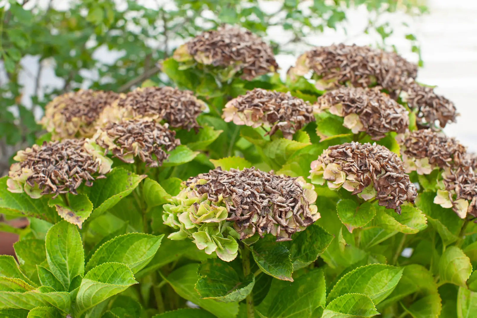 Les fleurs d'hortensia sèches ne demandent qu'à être coupées. Cependant, avec cet hortensia il vaut mieux cacher le sécateur