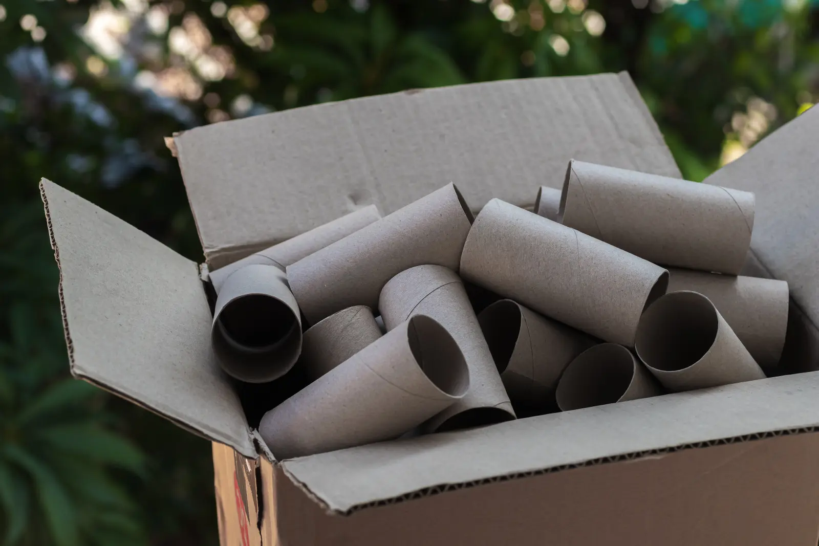Les jardiniers ne jettent pas les rouleaux de papier. Grâce à eux, ils gagnent du temps et de l'argent