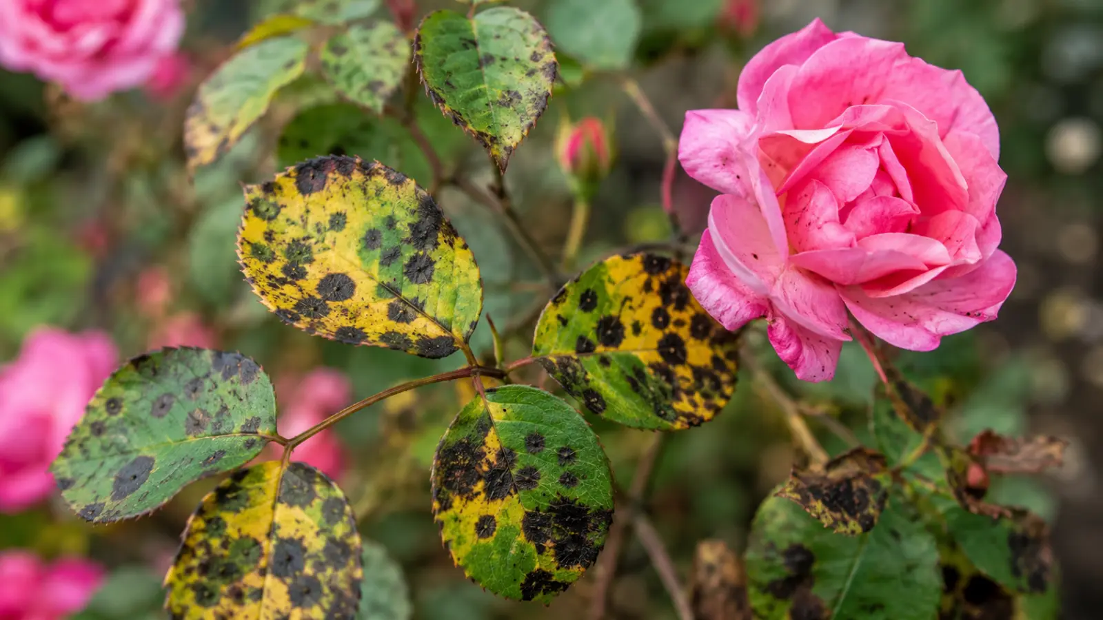 Les taches noires sur les roses sont un mauvais signe. En août, le problème devient vite incontrôlable