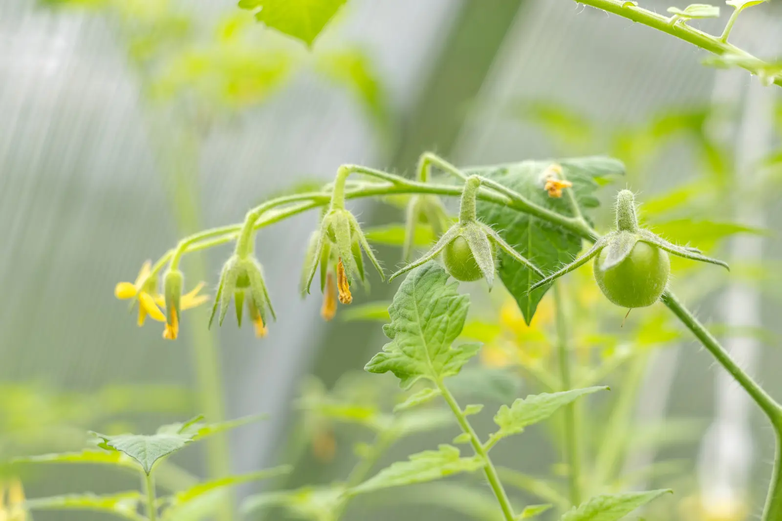 Les tomates n'arrêtent pas de fleurir ? En août, vous devez prendre une décision importante