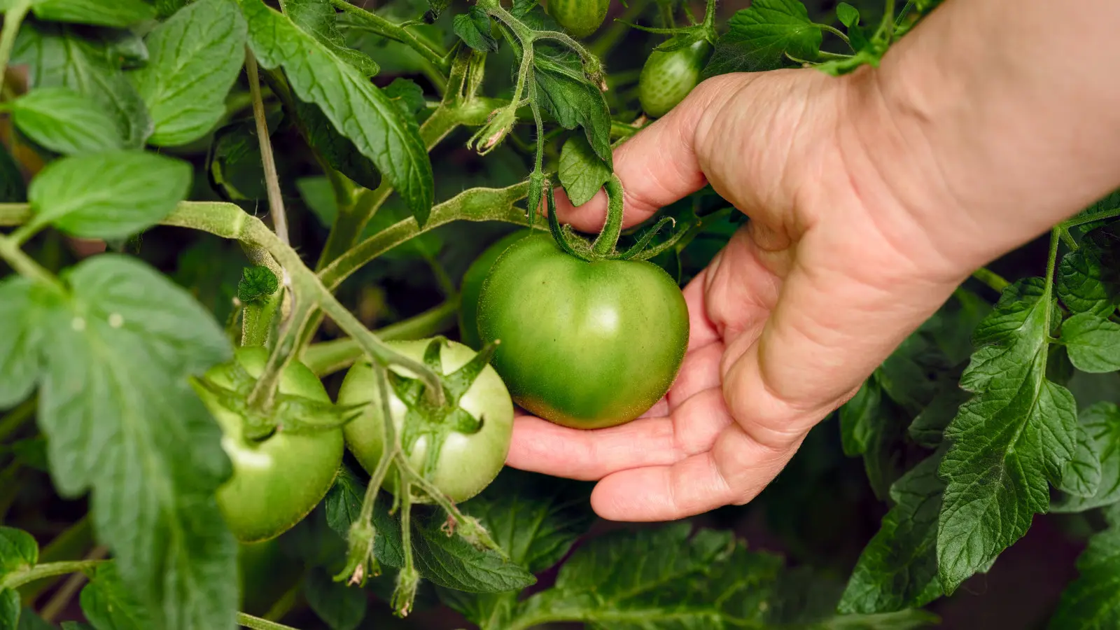 Les tomates vertes ne veulent pas devenir rouges ? En août, il est temps de limiter la croissance des buissons