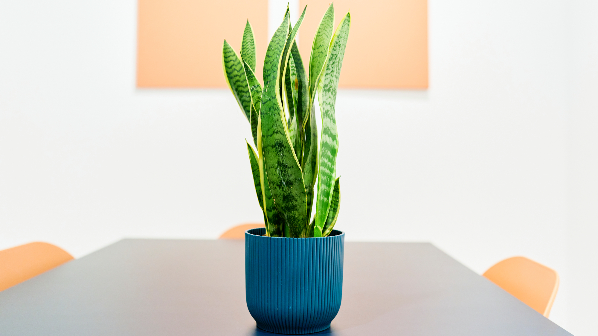 plante de serpent sur une table