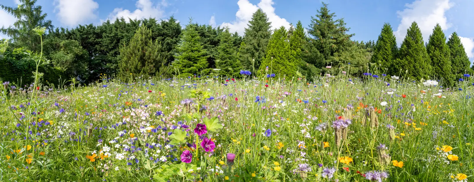 N'attendez pas le printemps pour planter une prairie fleurie. Les semis d'automne présentent plusieurs avantages importants