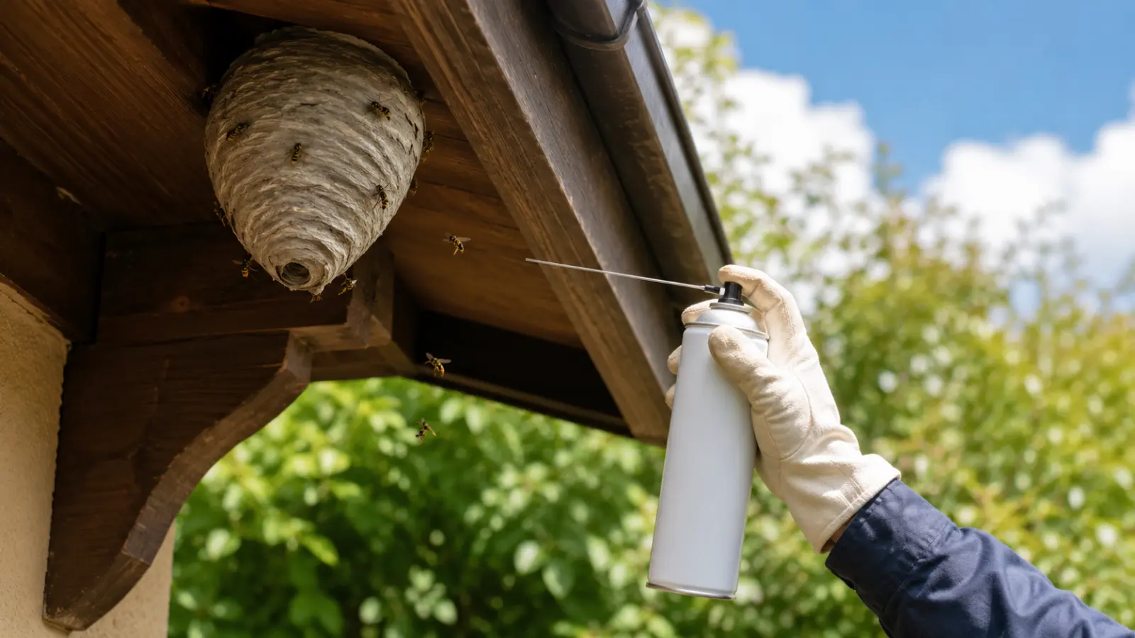 Ne vous approchez pas d’un nid de guêpes avec un spray ordinaire. Cette préparation fonctionne à plusieurs mètres