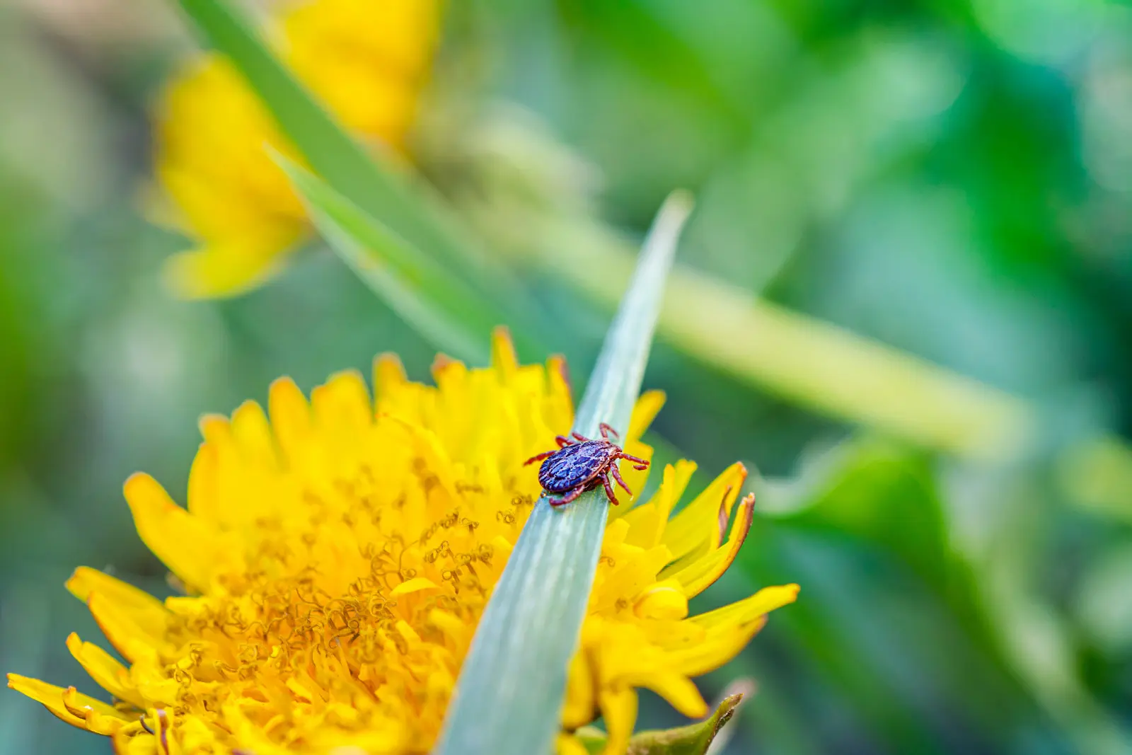 Qu'est-ce qui attire les tiques au jardin ? Ces endroits sont la meilleure cachette pour eux