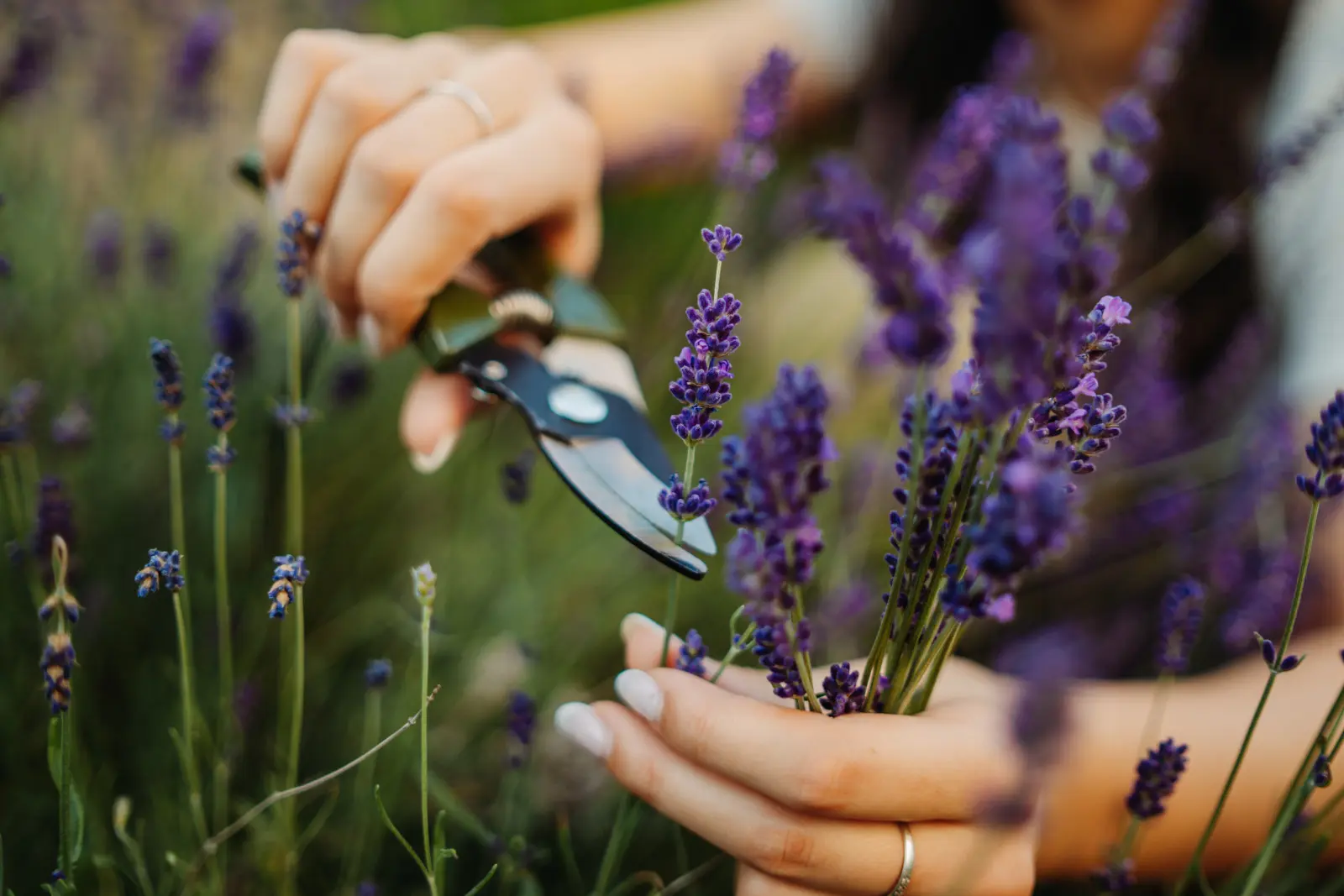 Quand couper les fleurs de lavande séchées ? Le meilleur moment est facile à manquer