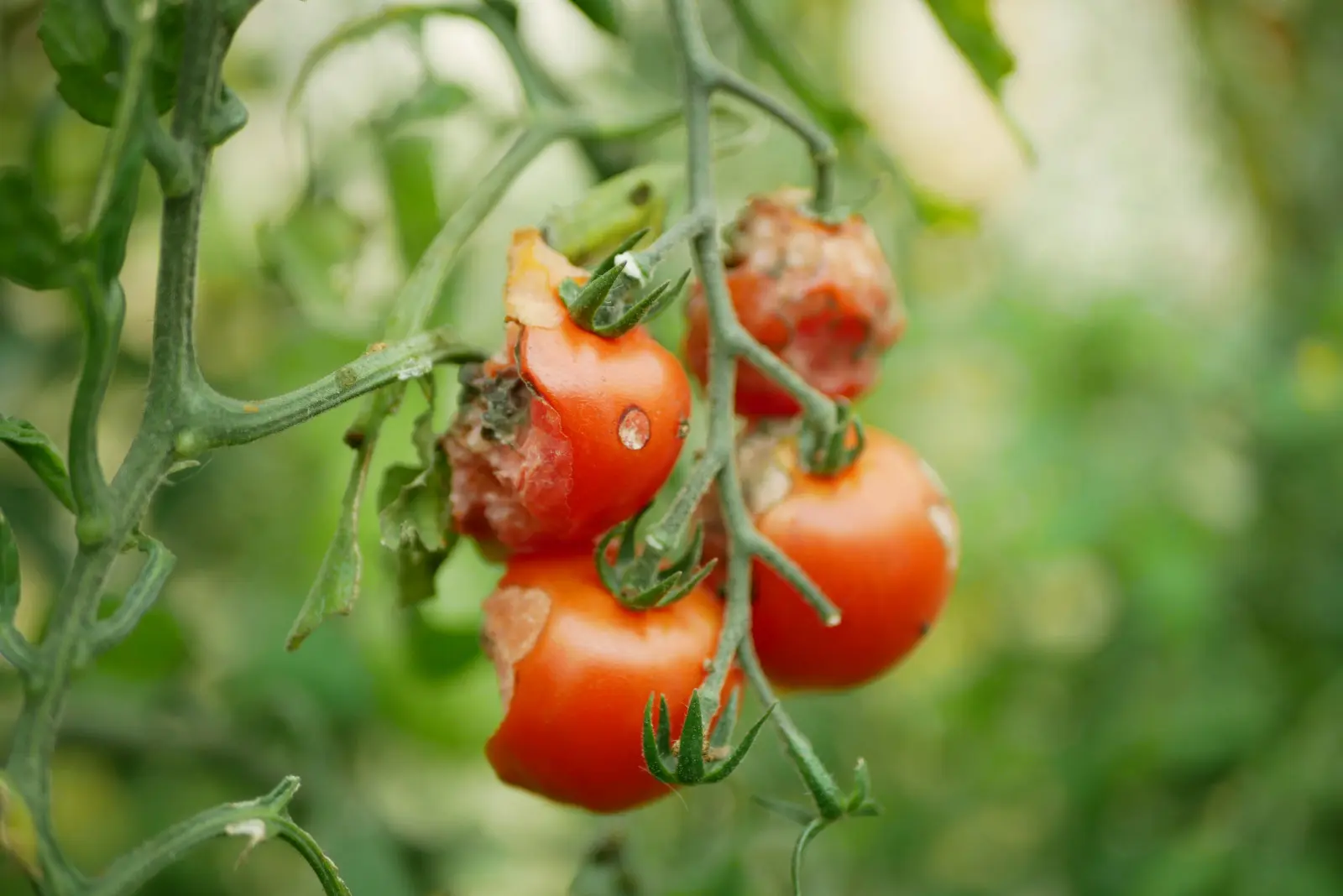 Qui mange les tomates avant la récolte ? Les auteurs se cachent peut-être juste à côté des buissons