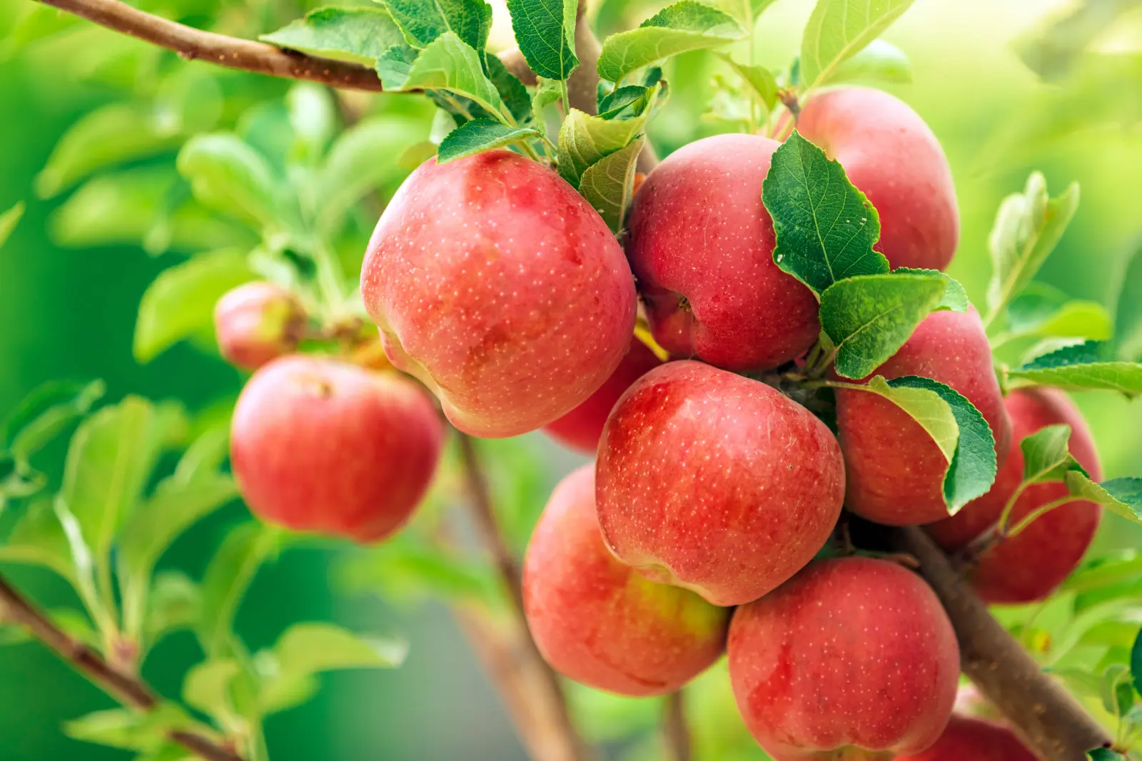 Rangez la couronne du pommier avant la récolte. Le fruit prendra couleur plus vite