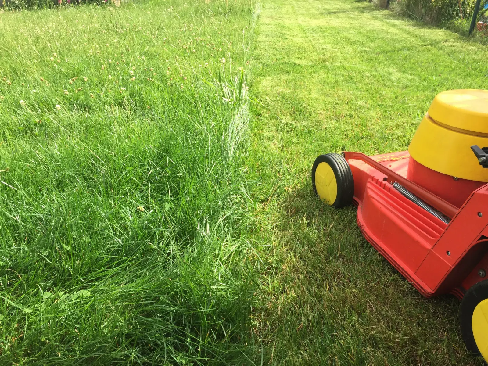 Tondez-vous votre pelouse très bas ? C'est peut-être la raison pour laquelle les mauvaises herbes apparaissent