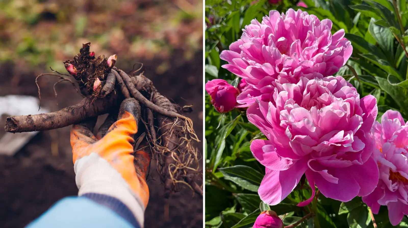 Voulez-vous avoir beaucoup de fleurs? Ne faites pas ces quelques erreurs lors de la plantation de pivoines