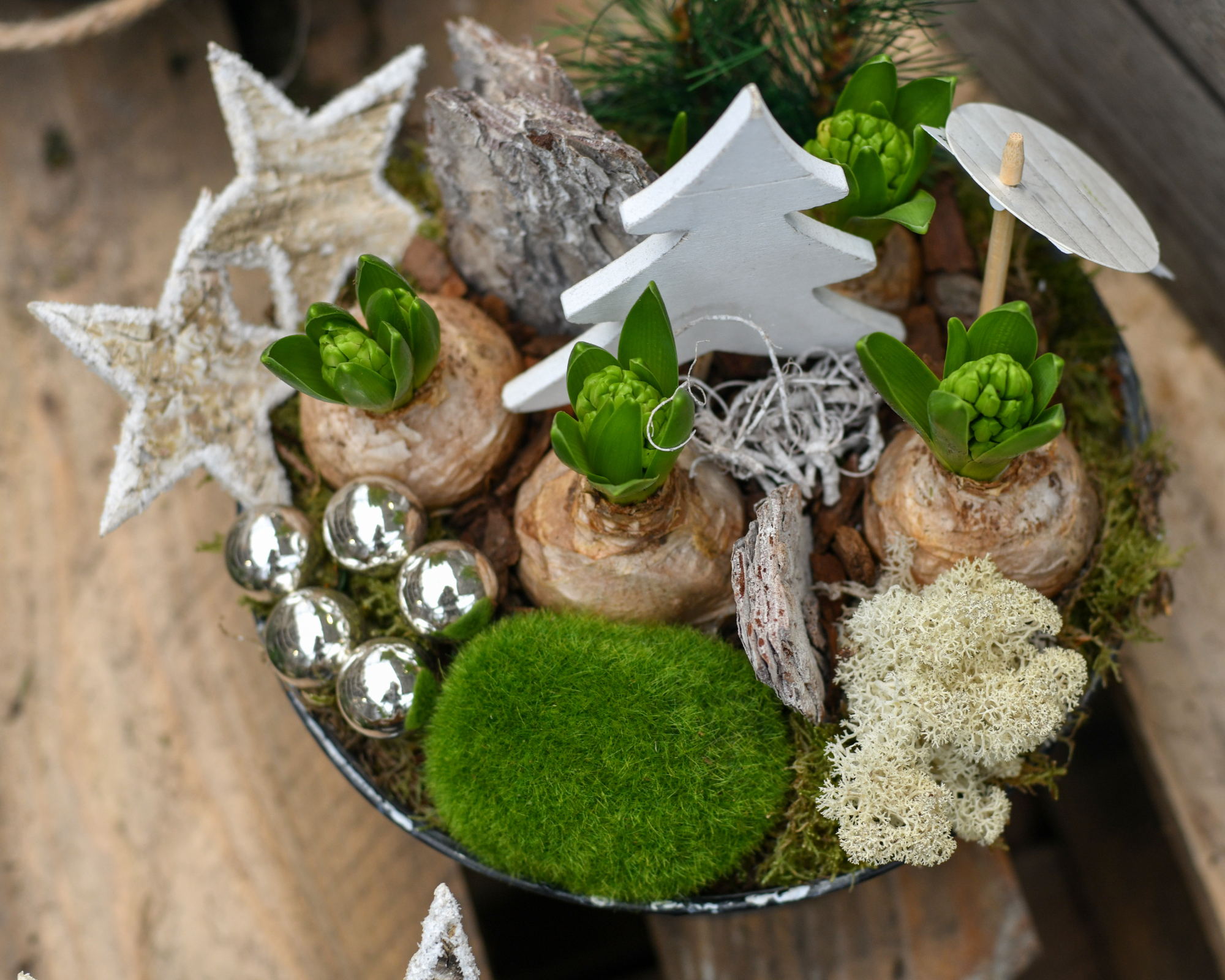 Décoration de Noël avec bulbes de jacinthes forcés