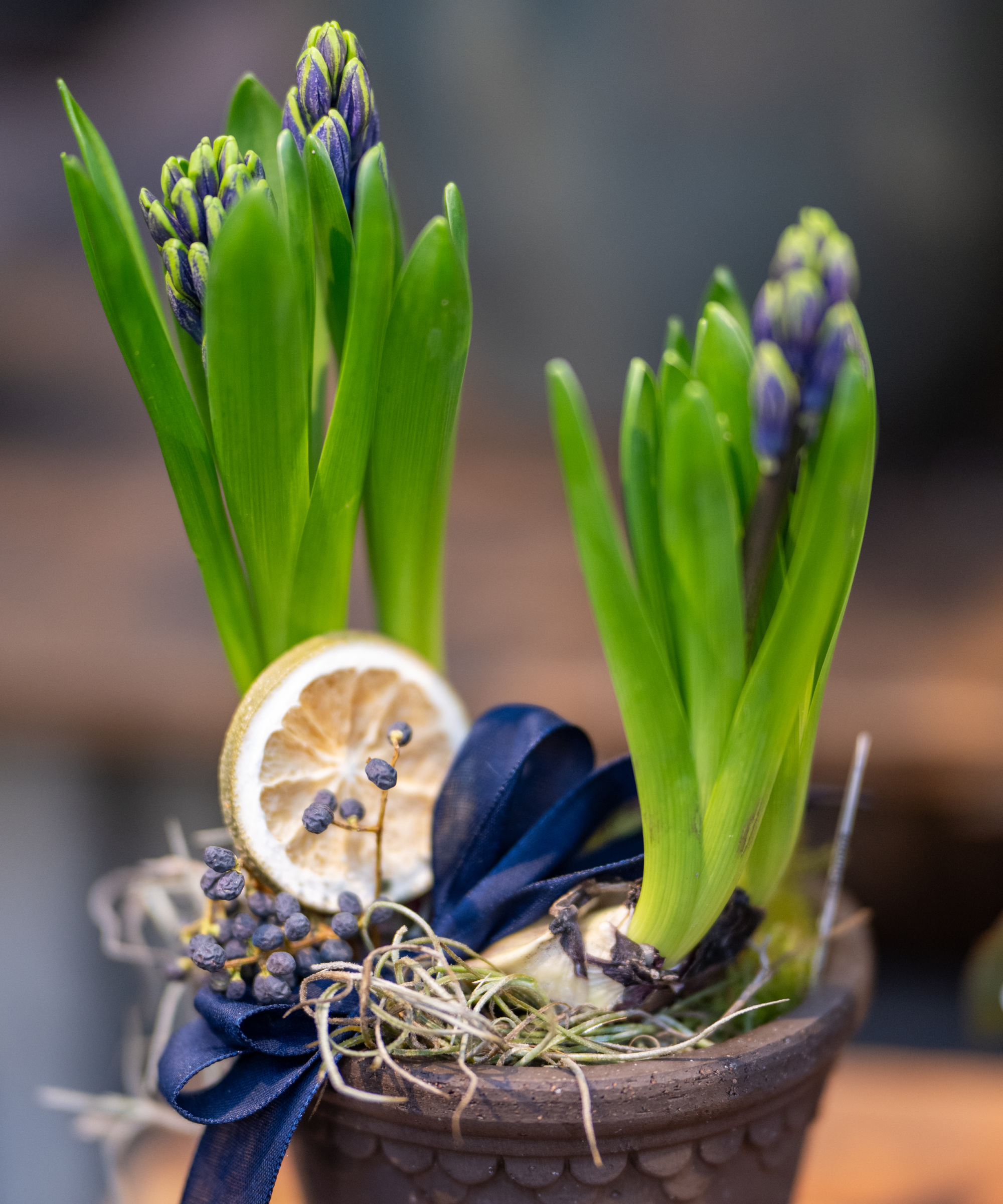 Bulbes de jacinthes forcées en fleurs pour Noël