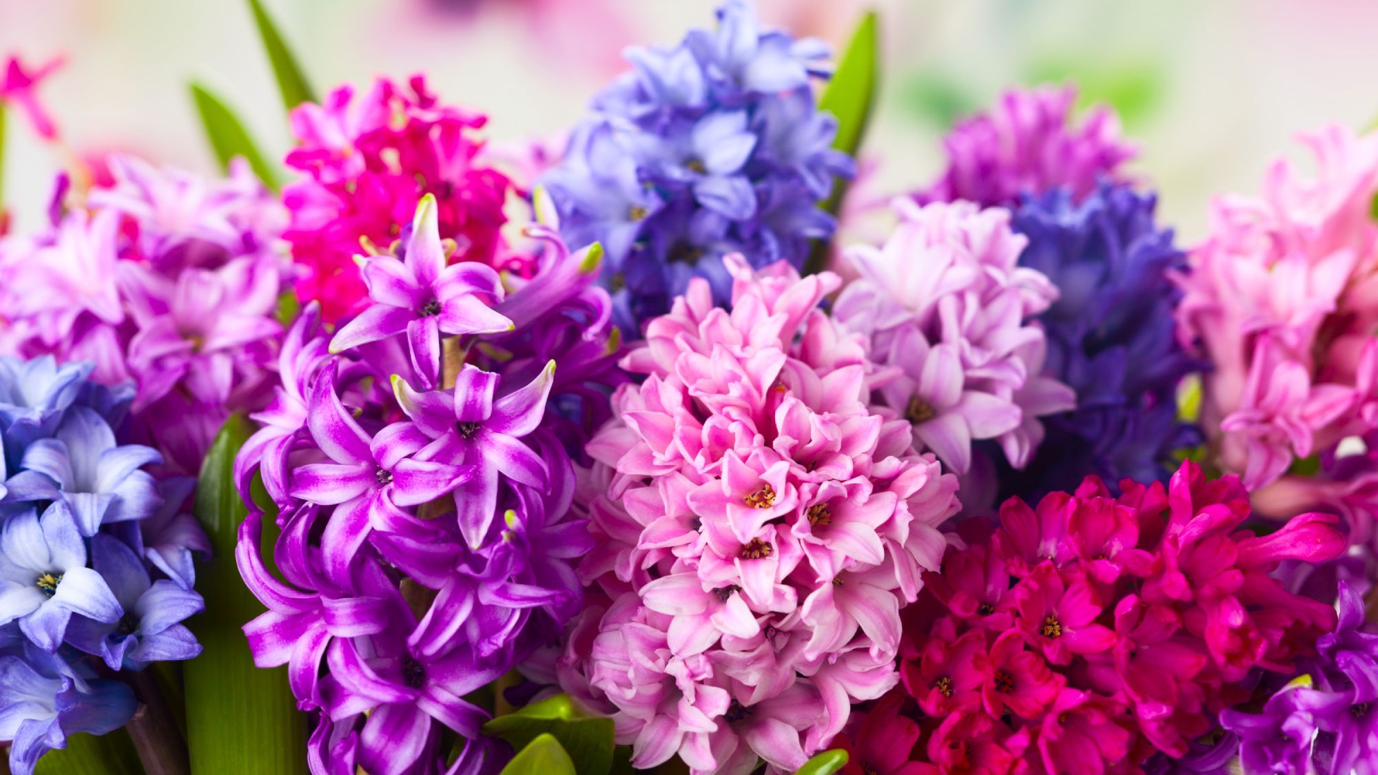 Plantez des bulbes de jacinthes en septembre pour des bols de fleurs de Noël