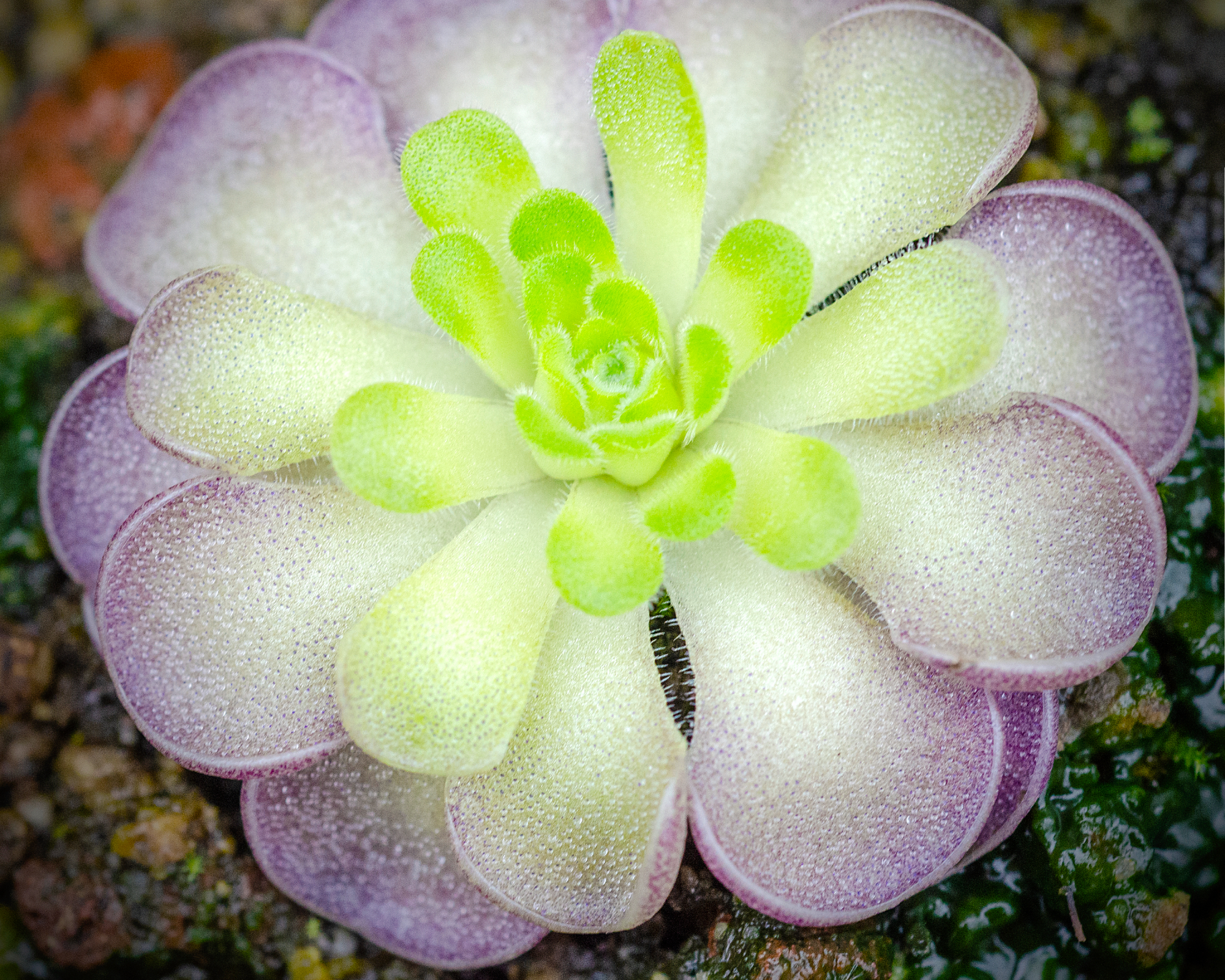 Rosette de butterwort, Pinguicula cyclosecta, avec bords violets et centre vert. Les poils glaulaires scintillants capturent les petits insectes.
