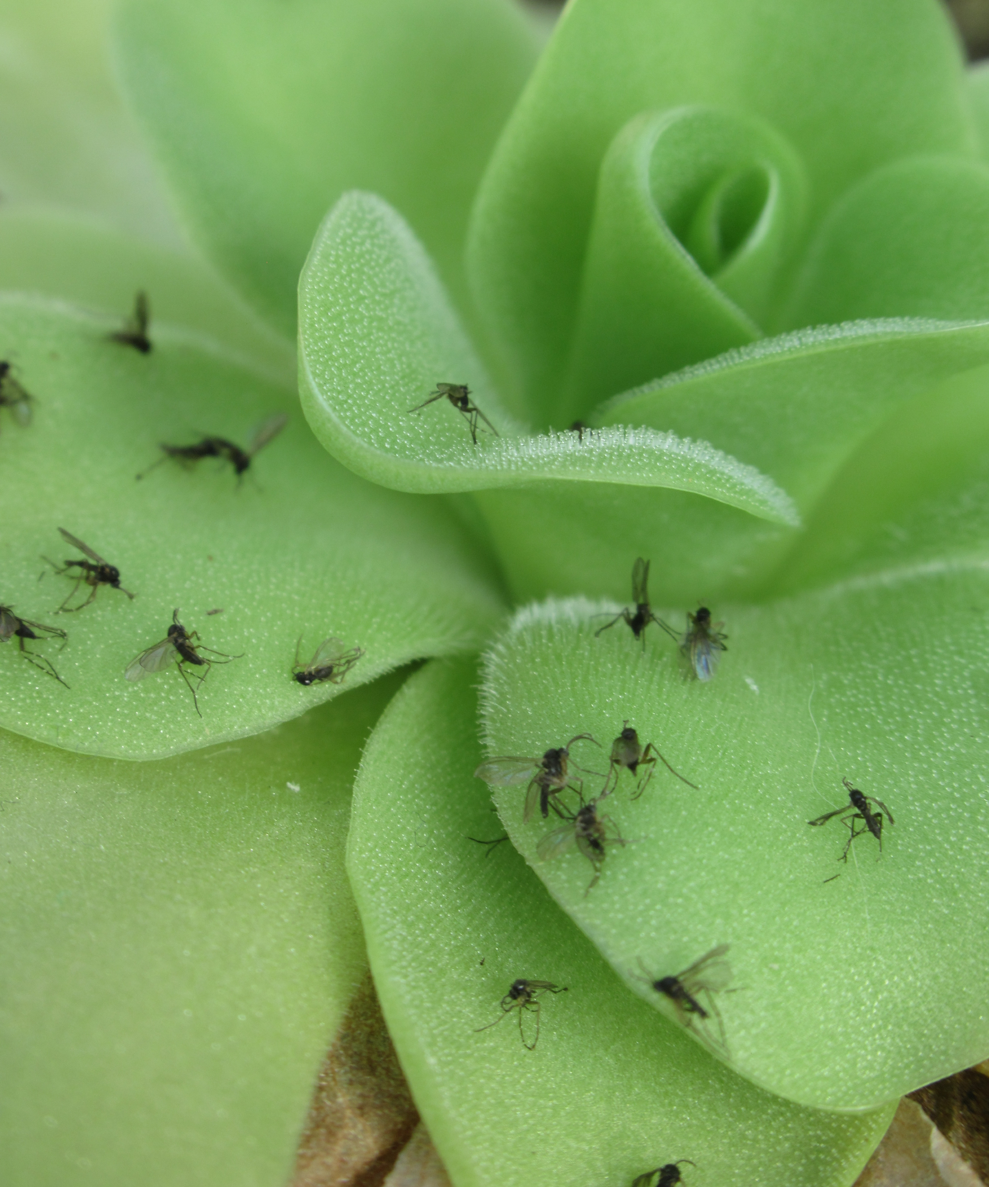 Feuilles vibrantes de la plante insectivore Pinguicula, une merveille botanique en gros plan