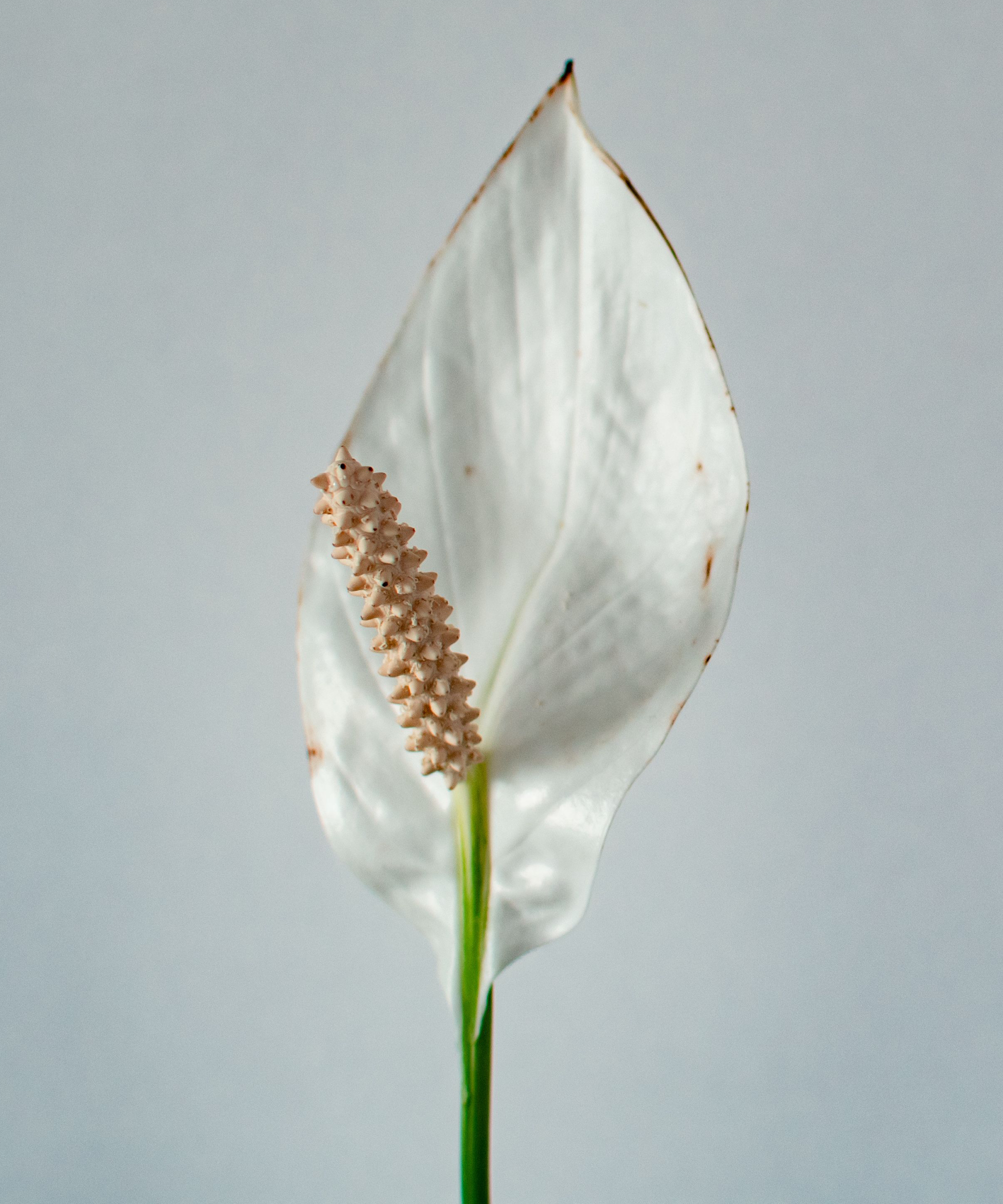 Une belle fleur de lys blanc de la paix (Spathiphyllum wallisii) contre un mur blanc, montrant un bord extérieur sombre qui pourrait indiquer une faible humidité
