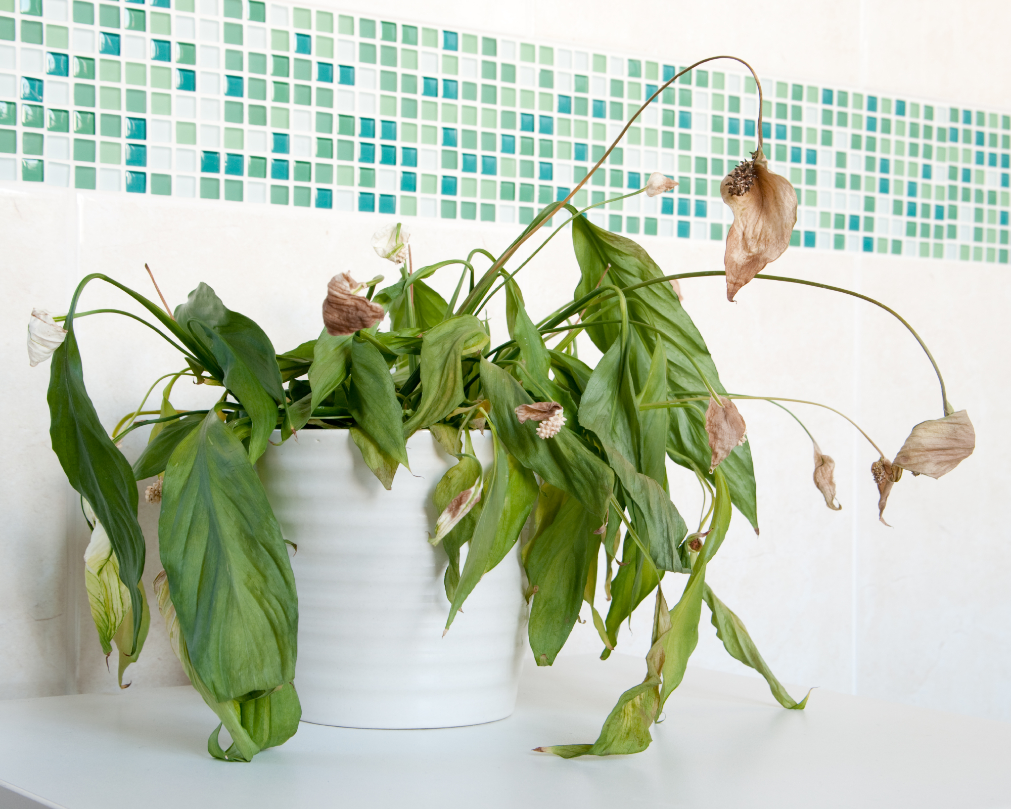 Un exemple de plante d’intérieur qui n’a pas eu assez d’eau. Spathiphyllum (Peace Lily) presque mort avec des feuilles tombantes et des fleurs brunes dans un pot en céramique blanche.