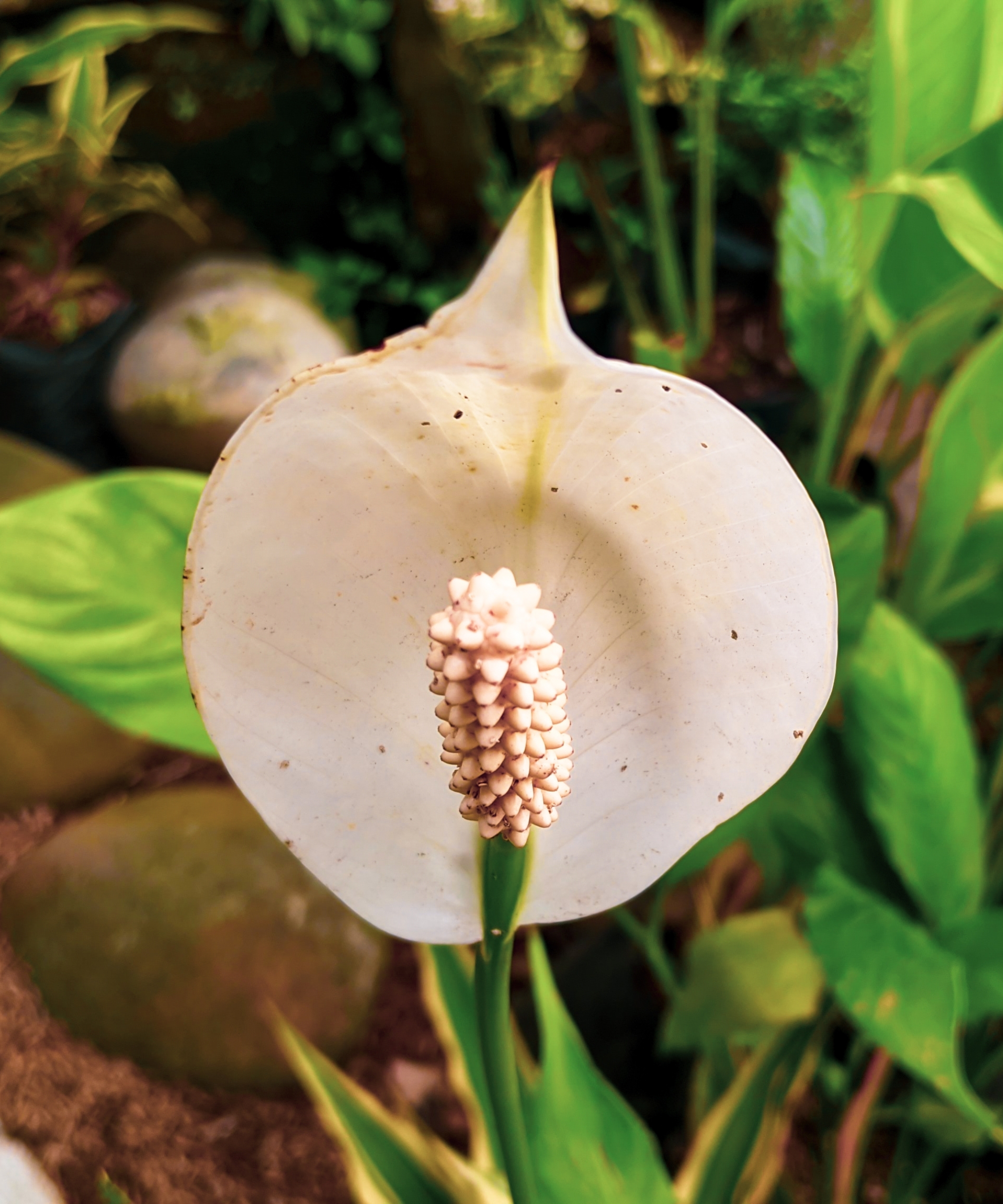 Spathe White Peace Lily montrant des taches brunes qui pourraient être un signe de toxicité chimique dans le sol