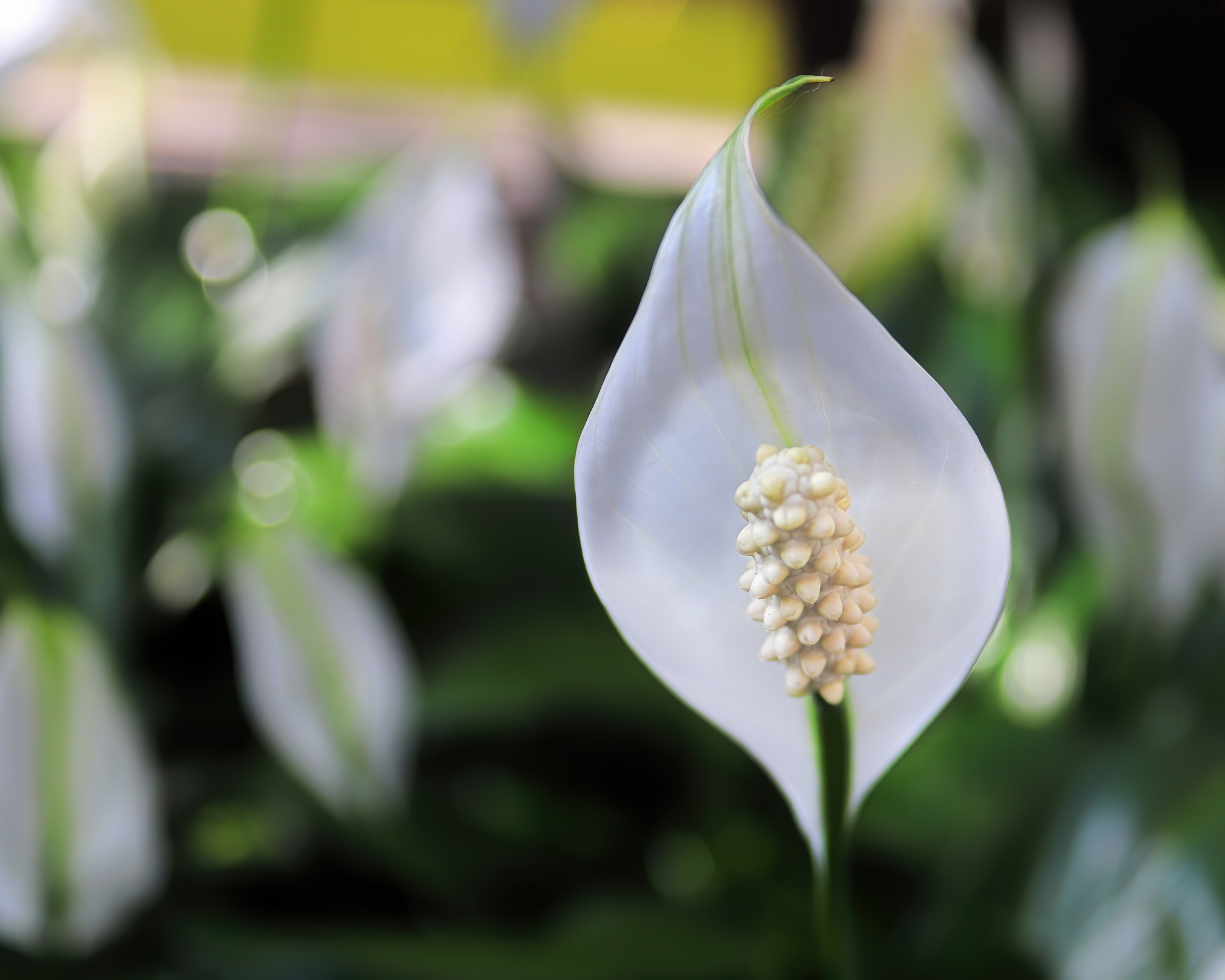 Gros plan d'une fleur de lys de la paix en pleine floraison.