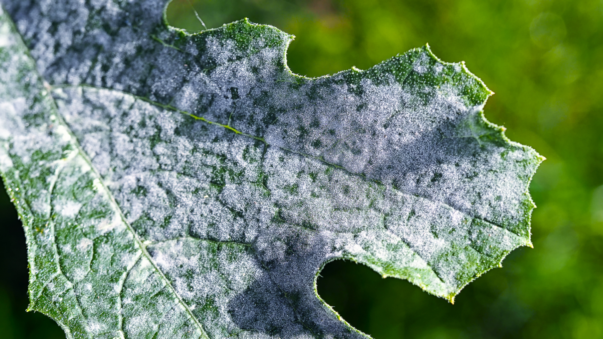 Image macro de l'oïdium blanc sur les feuilles de courgette. La moisissure fait référence à certains types de moisissures ou de champignons qui peuvent affecter le feuillage, les tiges et parfois les fleurs et les fruits des plantes.