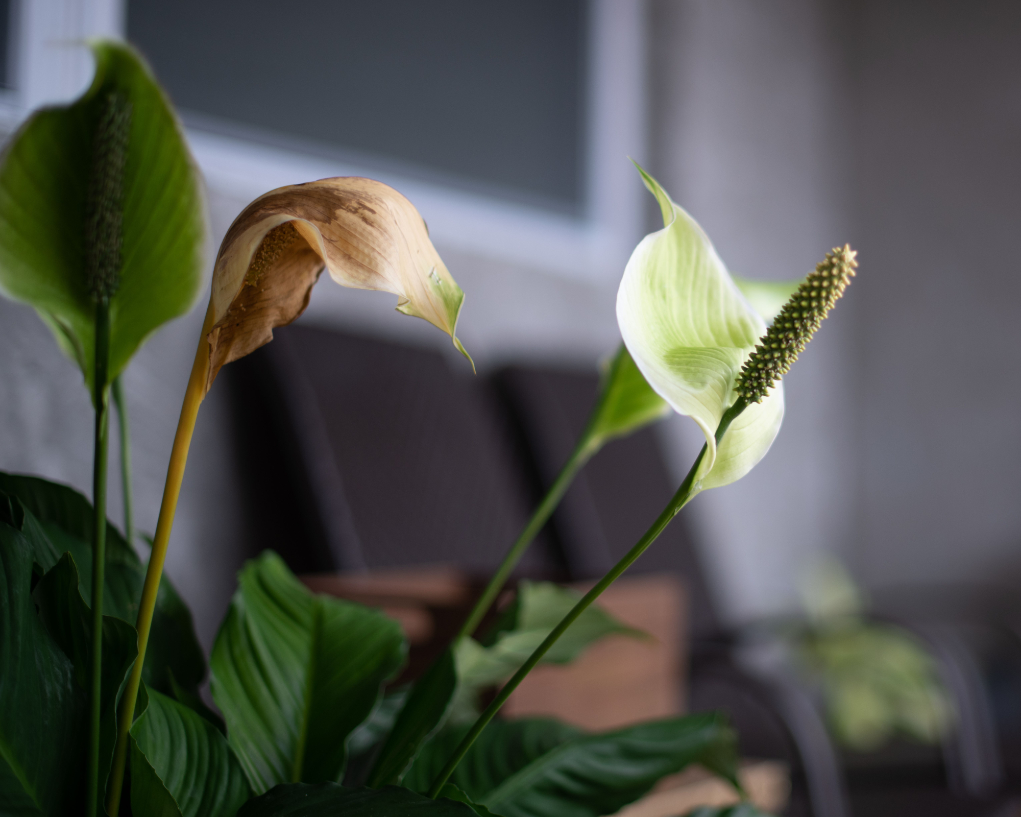 Gros plan d'une fleur de lys de la paix brune qui a été trop arrosée