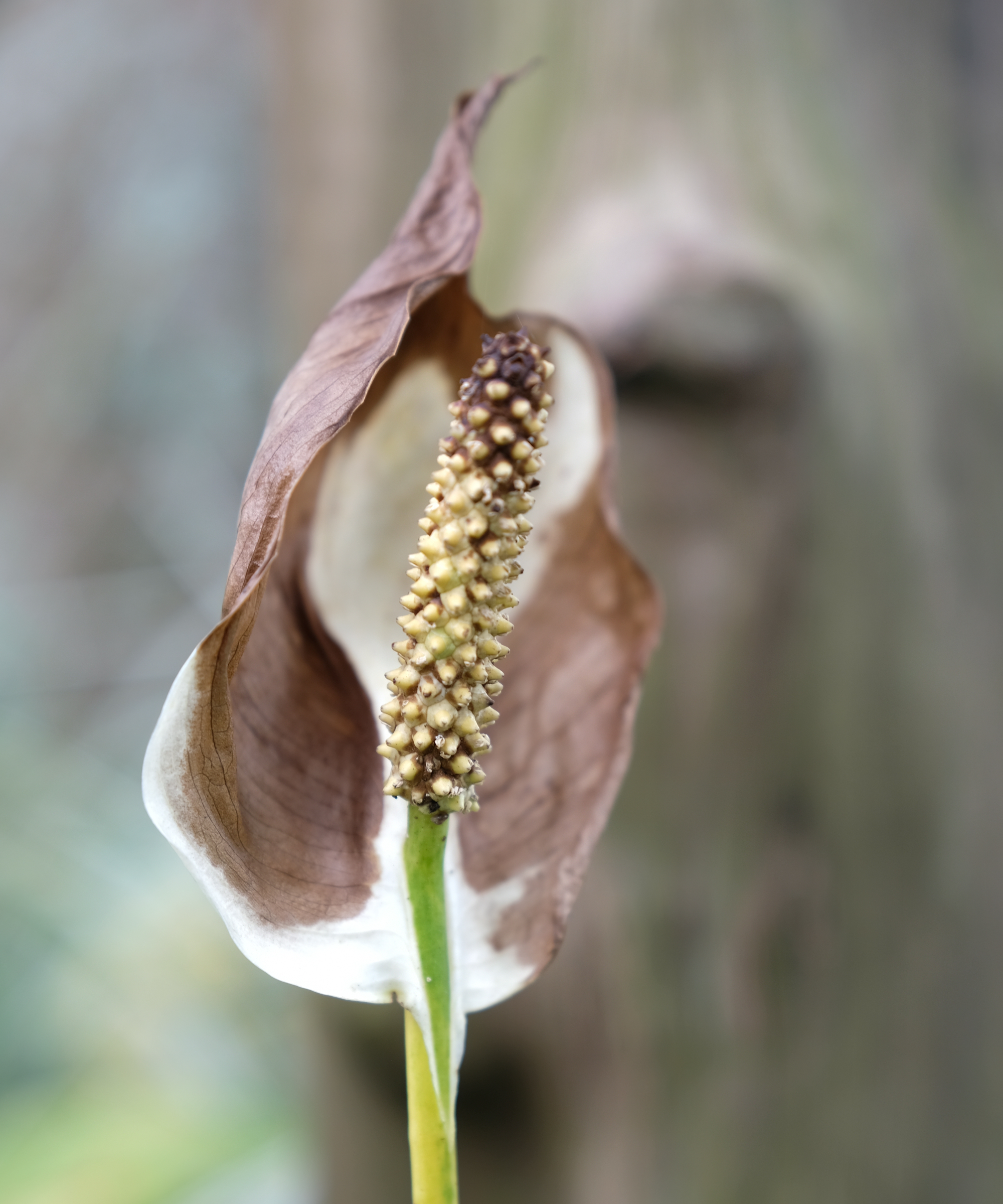 Fleur de lys de la paix devenue brune à cause des brûlures du soleil