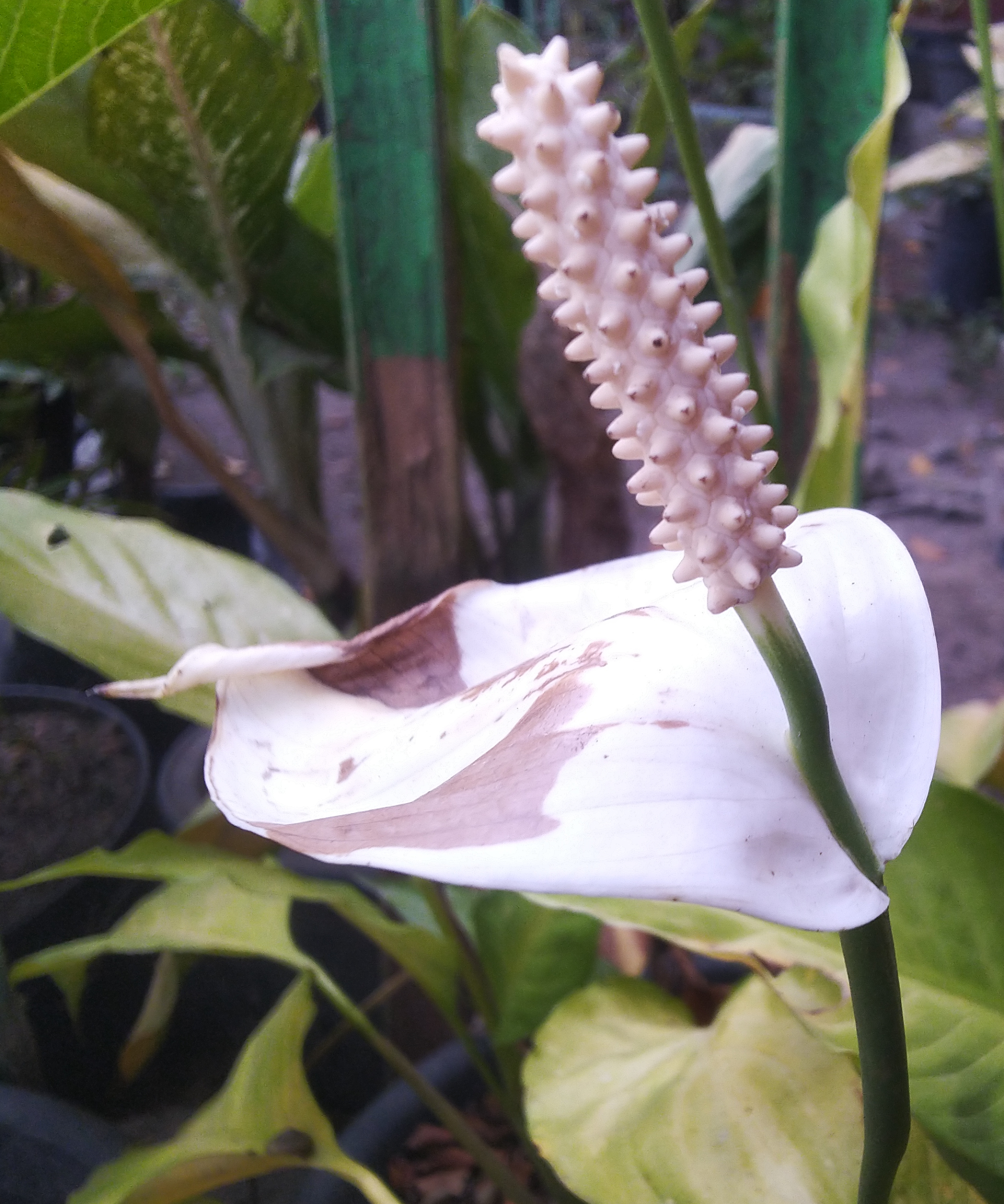 L'image montre un Spathiphyllum wallisii, communément appelé Lys de la Paix, montrant des taches brunes irrégulières sur la fleur indiquant des brûlures du soleil.