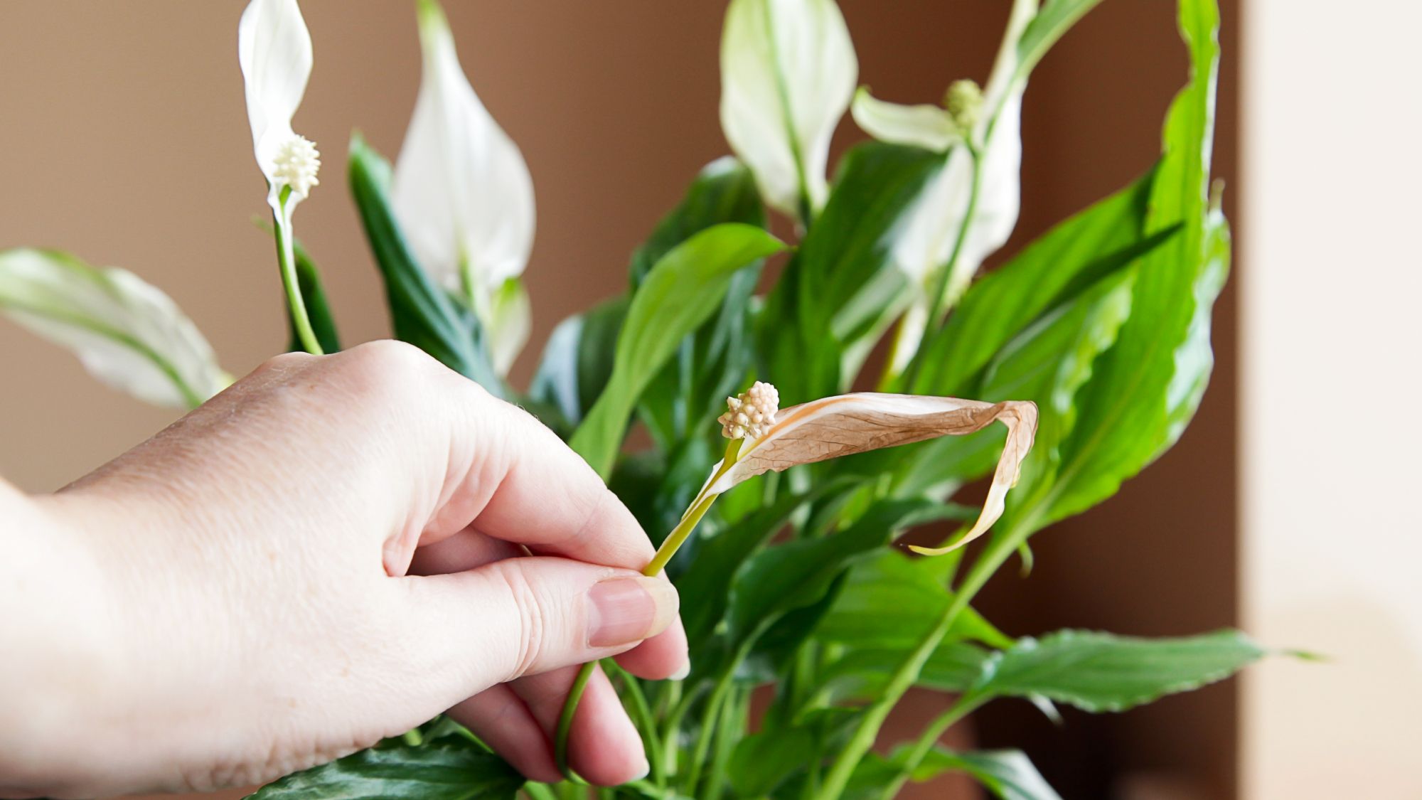 Les fleurs de lis de la paix deviennent brunes ? Voici pourquoi et que faire