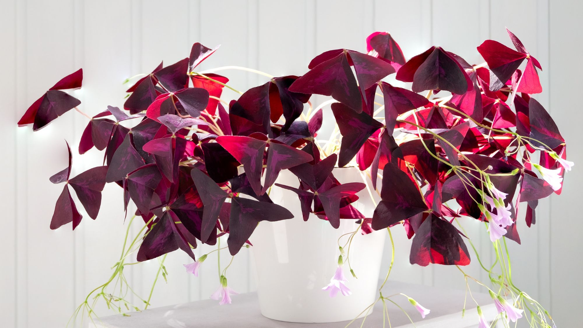 6 plantes d'intérieur violettes qui ajoutent un drame instantané à votre maison