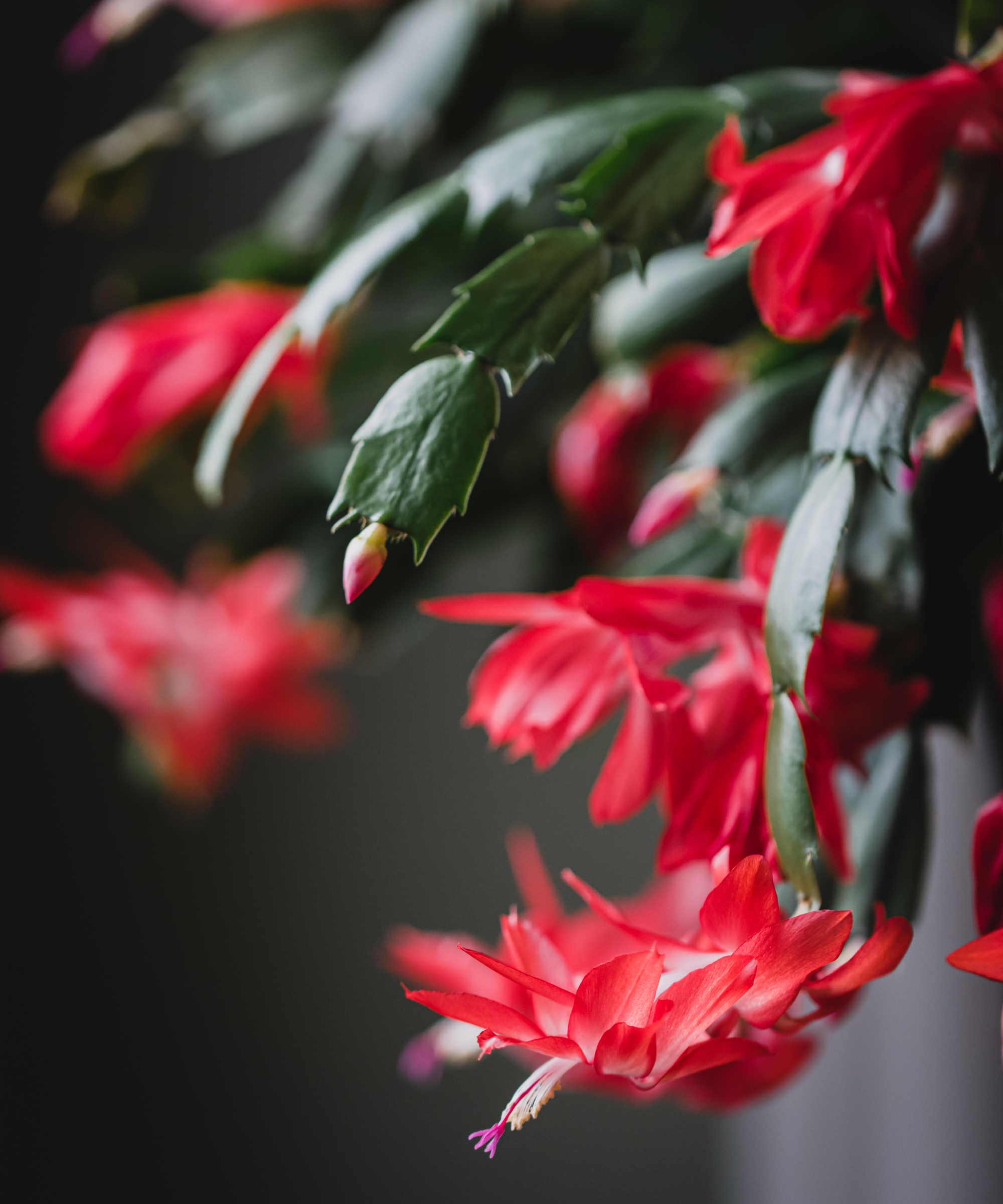 Gros plan des fleurs rouges sur une plante de cactus de Noël en fleurs. à Kingston, ON, Canada